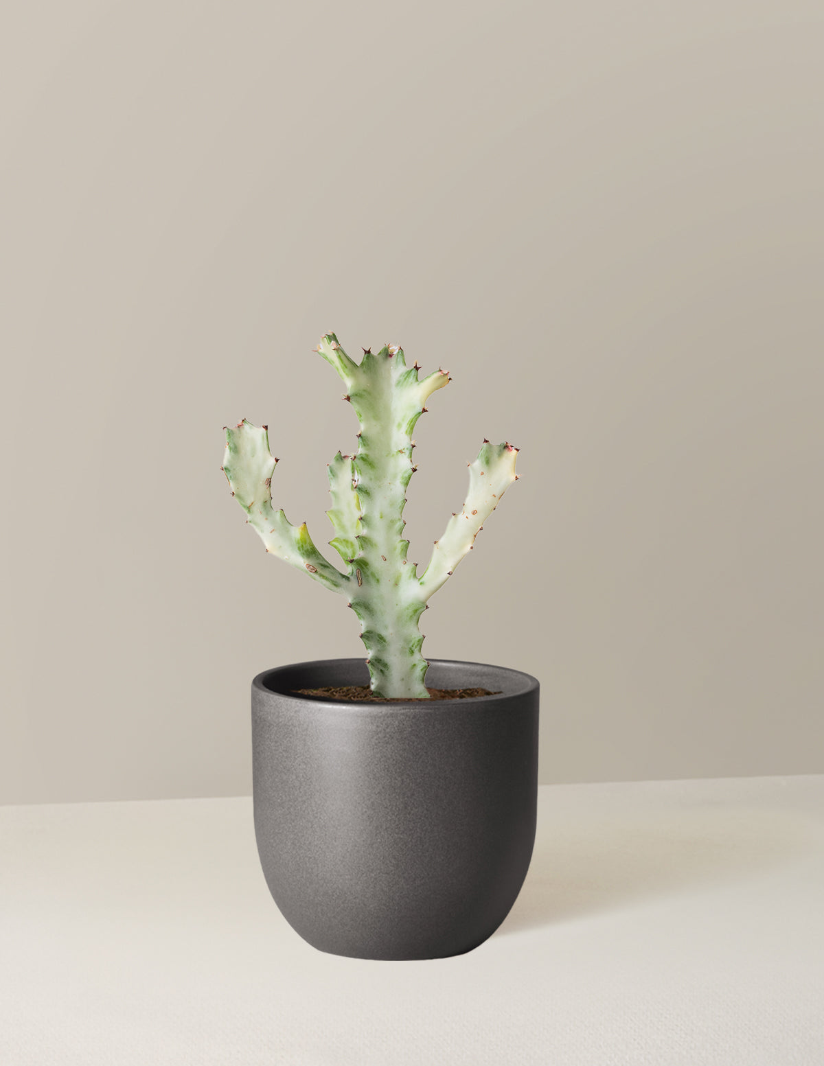 Euphorbia White Ghost