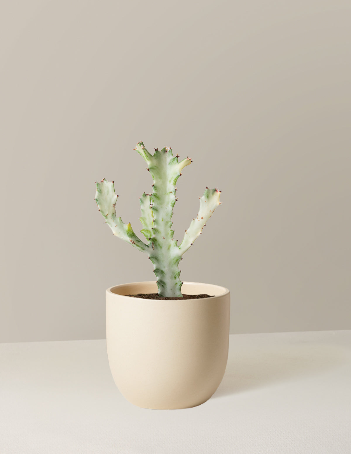 Euphorbia White Ghost