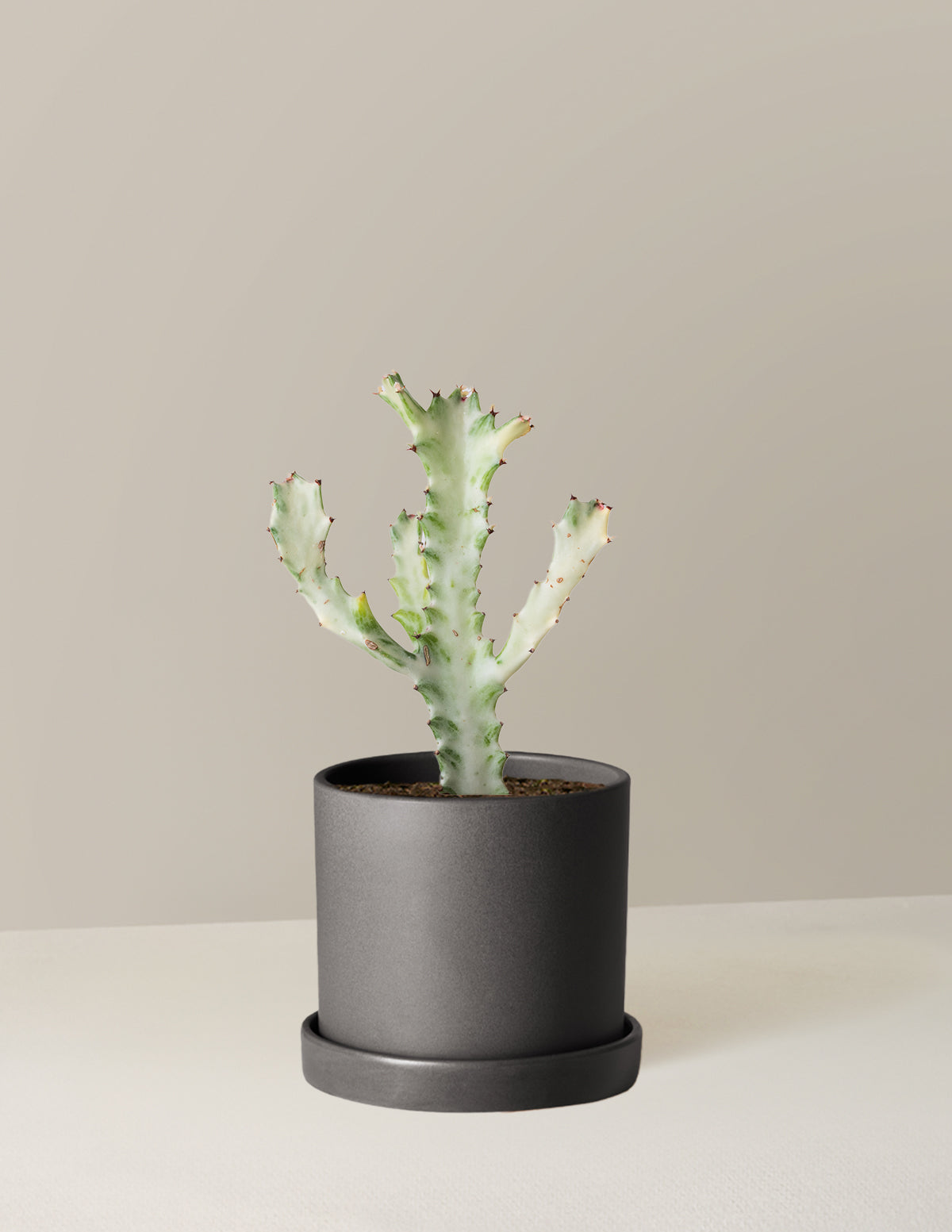 Euphorbia White Ghost
