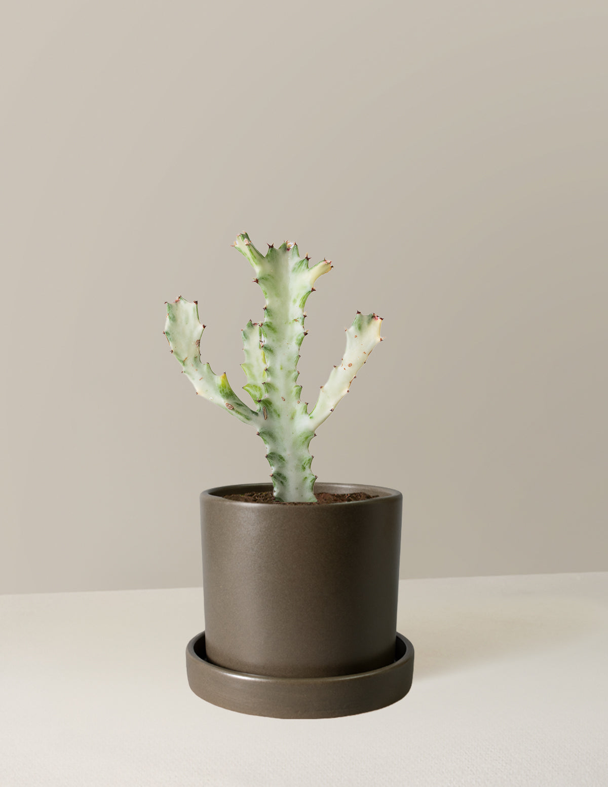 Euphorbia White Ghost