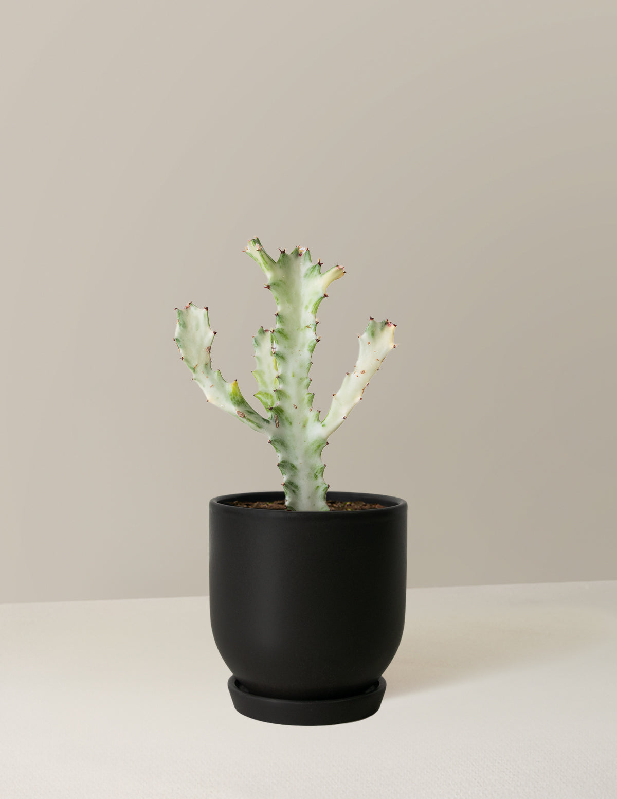 Euphorbia White Ghost