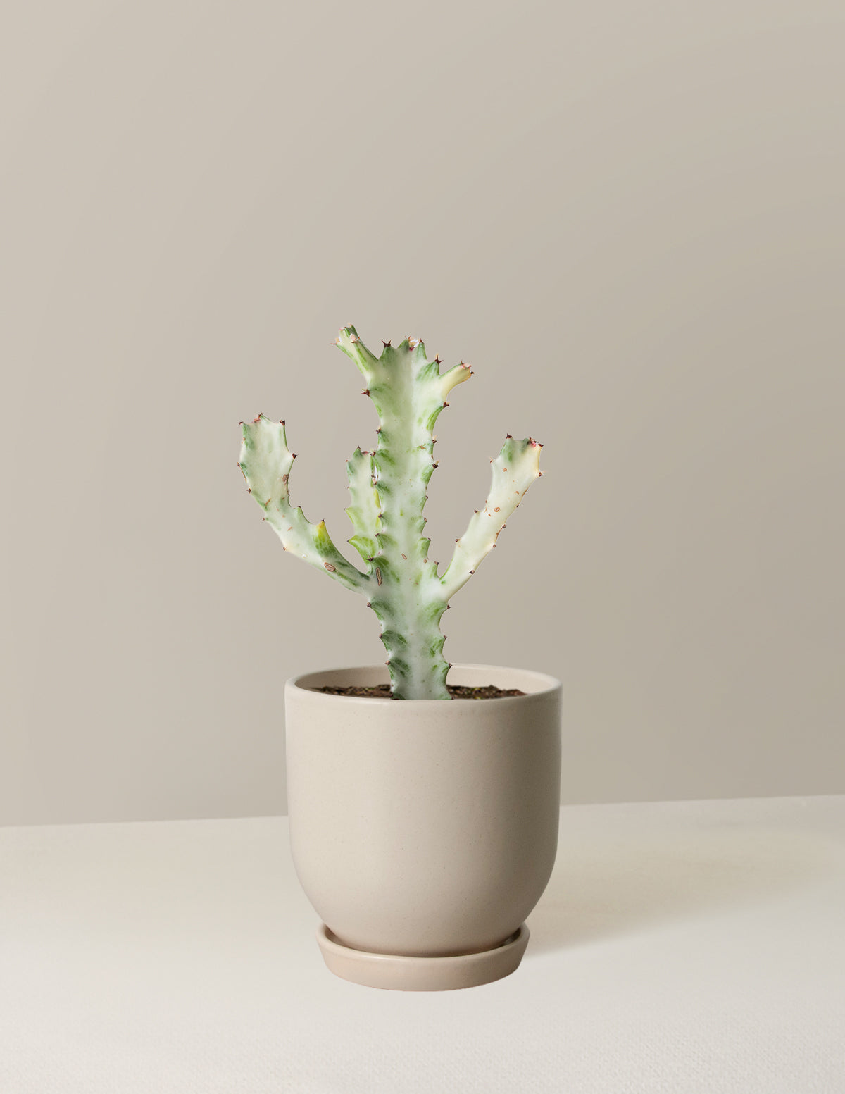 Euphorbia White Ghost
