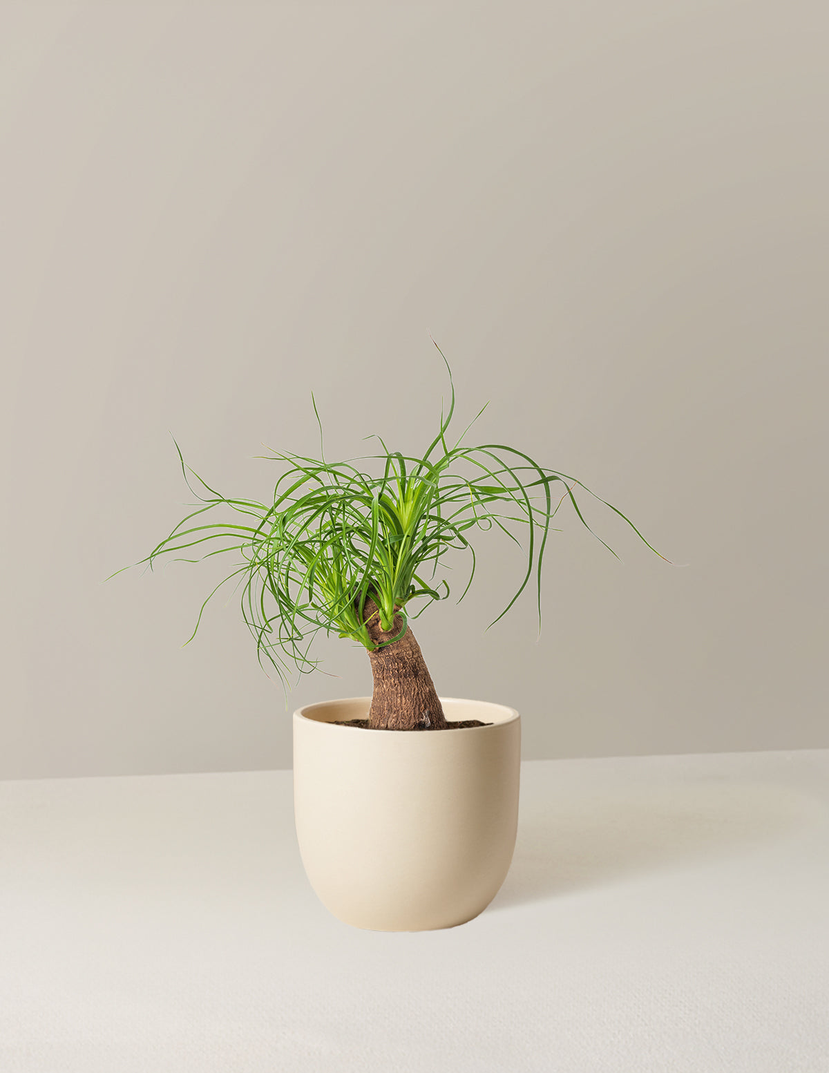 Ponytail Palm (Beaucarnea recurvata)