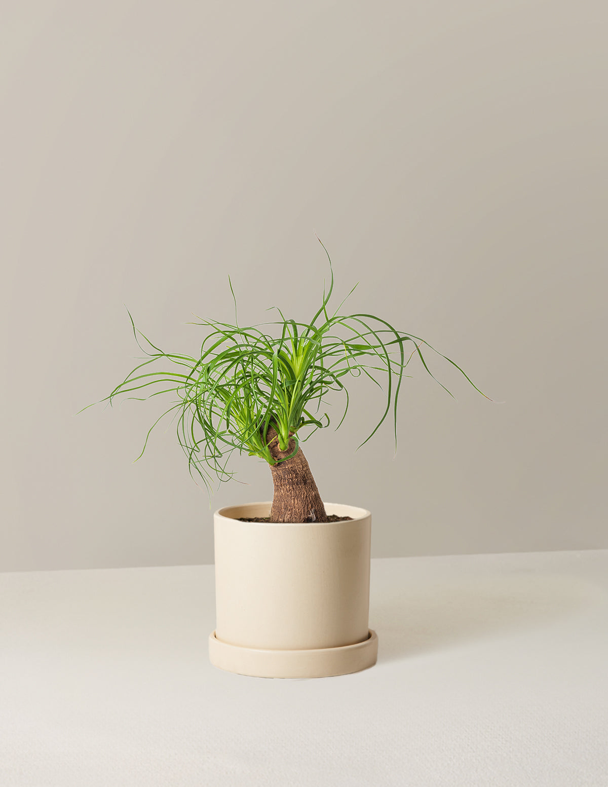 Ponytail Palm (Beaucarnea recurvata)
