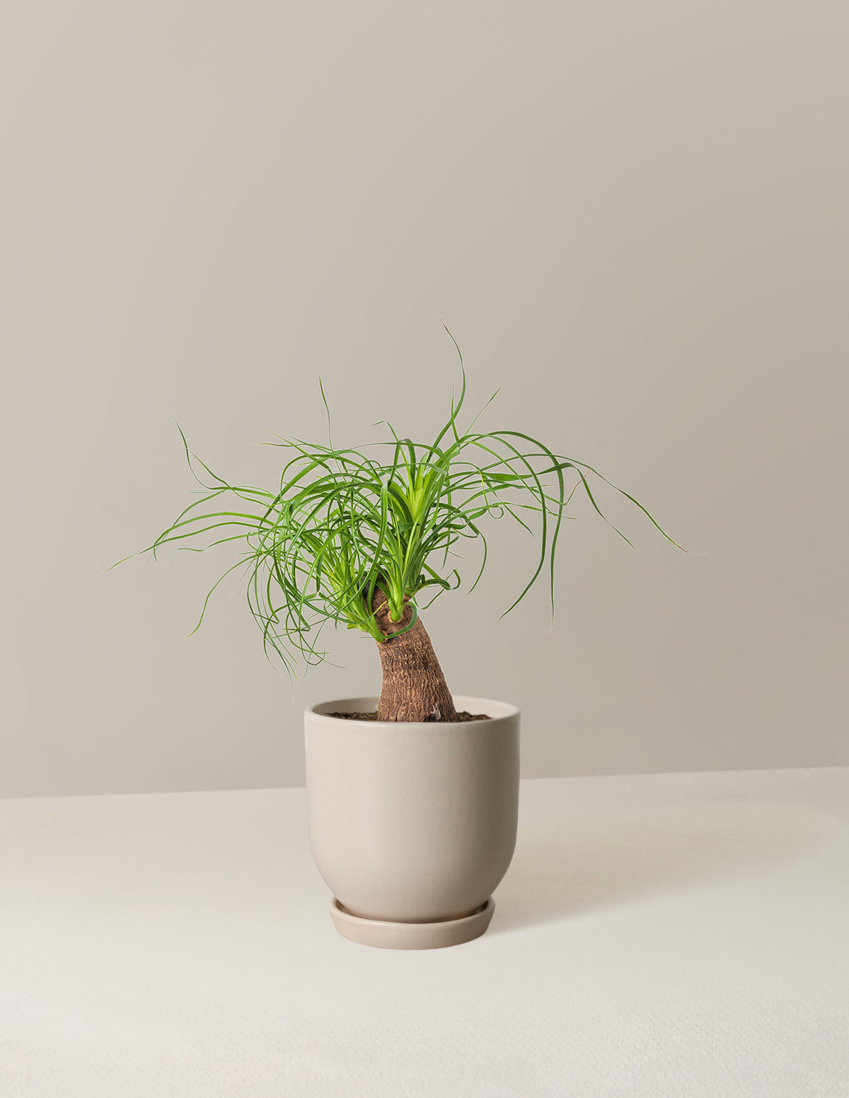 Ponytail Palm (Beaucarnea recurvata)