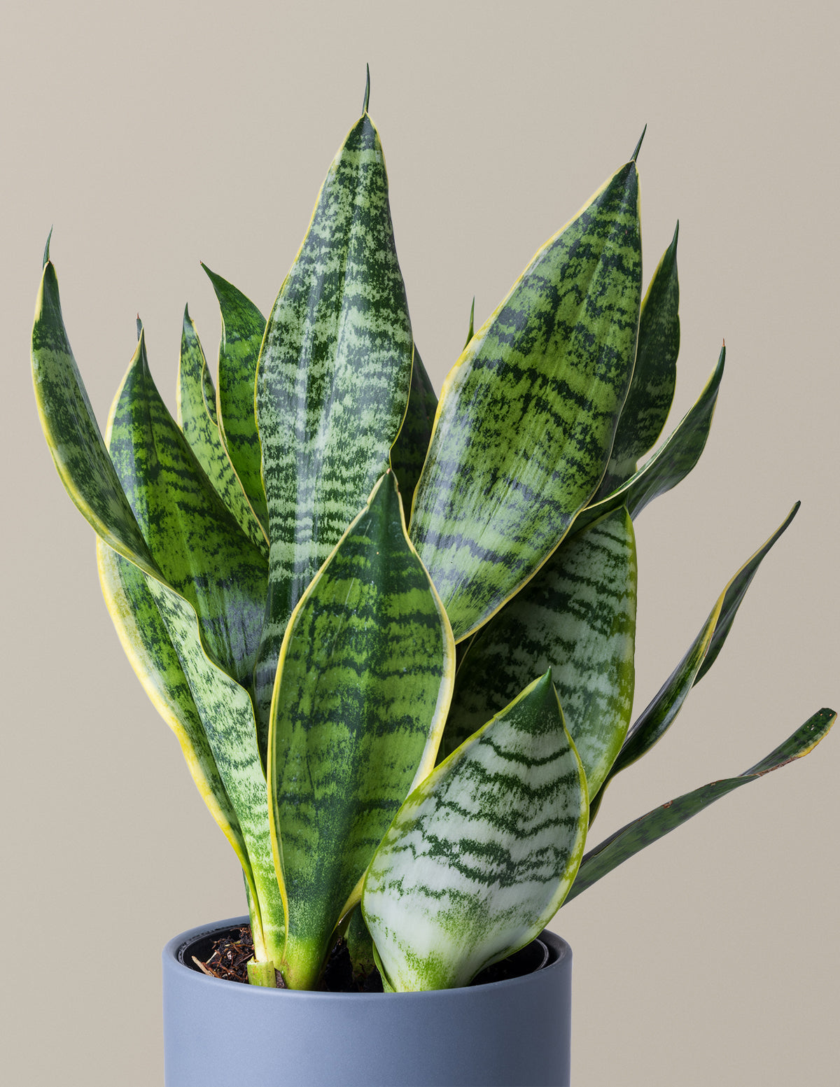 Paşa Kılıcı (Snake Plant) 'Futura Superba'
