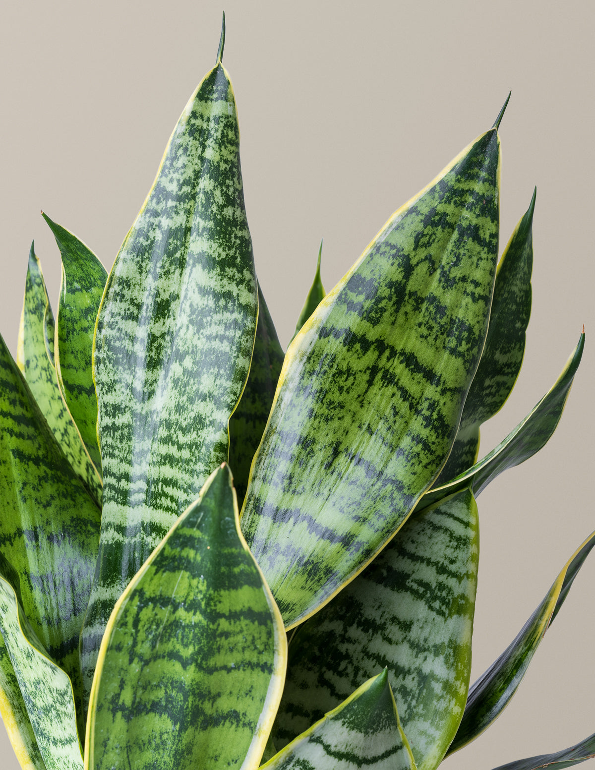 Paşa Kılıcı (Snake Plant) 'Futura Superba'