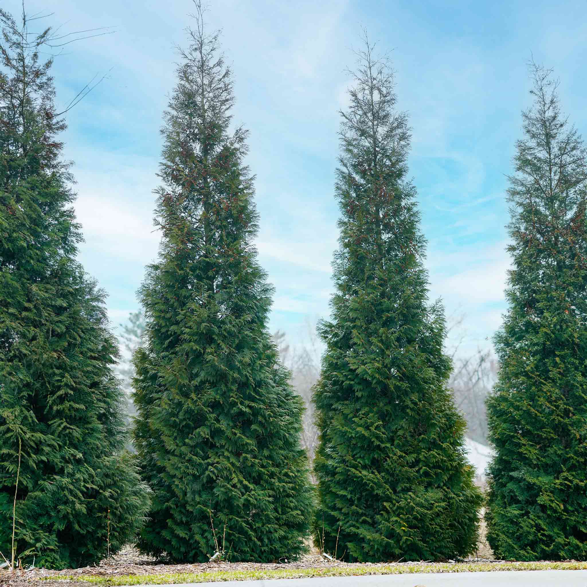 American Pillar Mazı (Thuja)