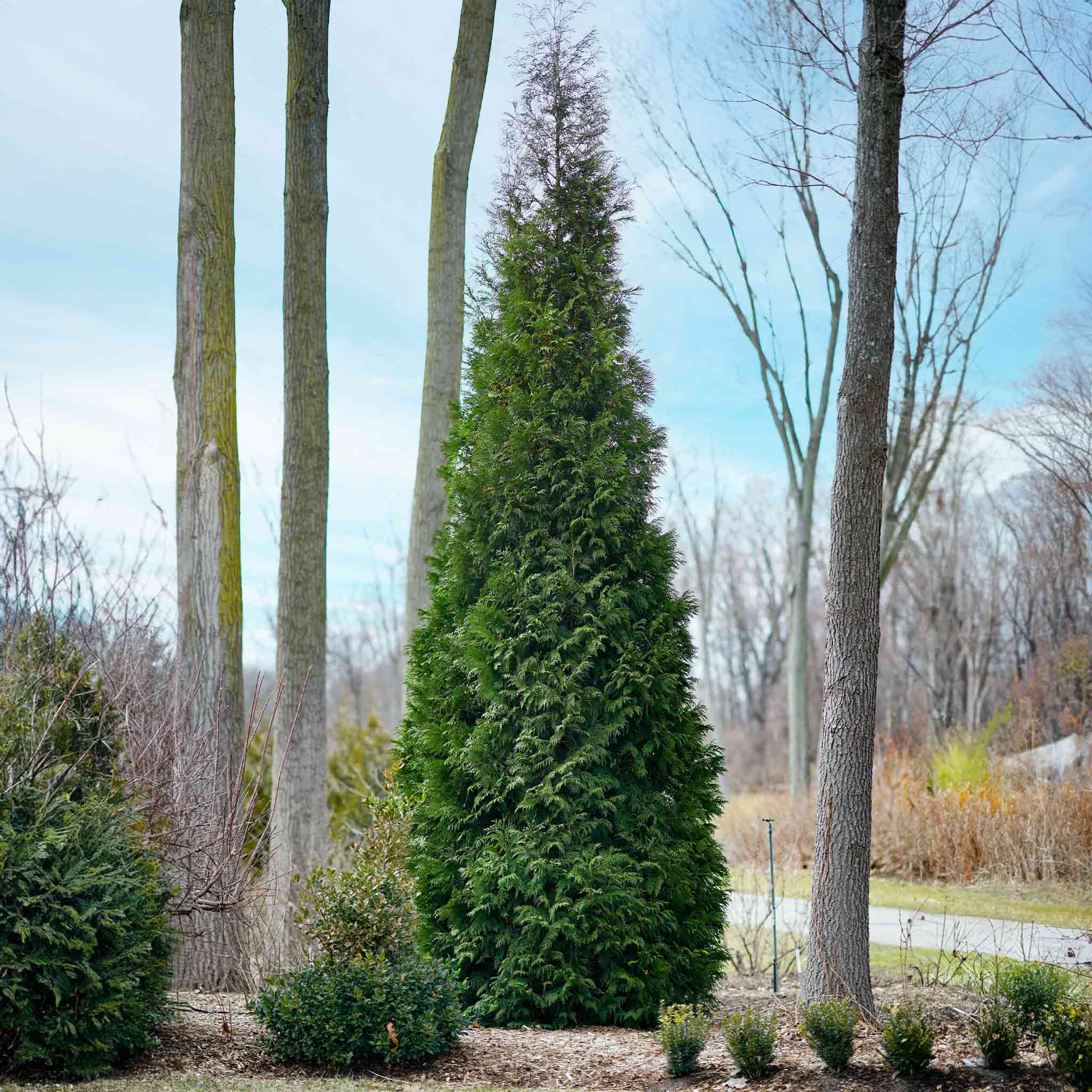 American Pillar Mazı (Thuja)