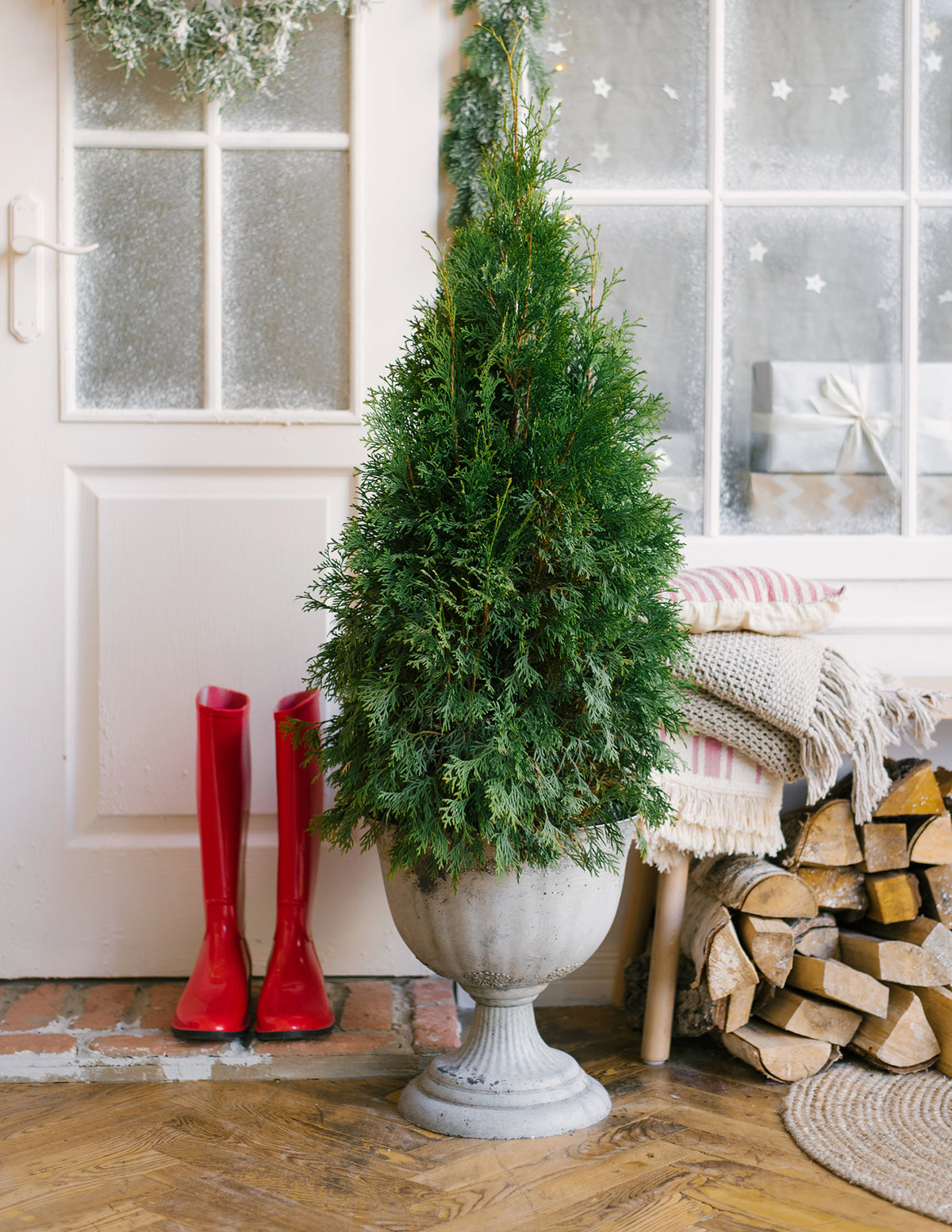 Thuja Green Giant (Dev Mazı)