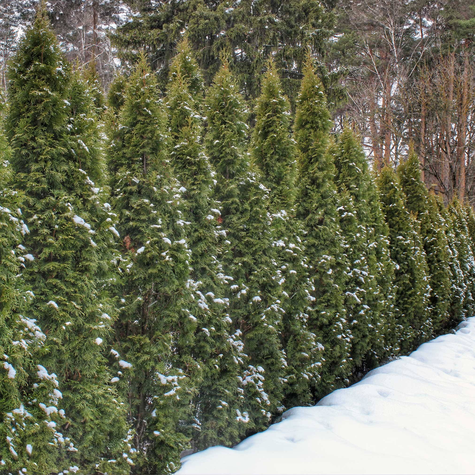Thuja Green Giant (Dev Mazı)