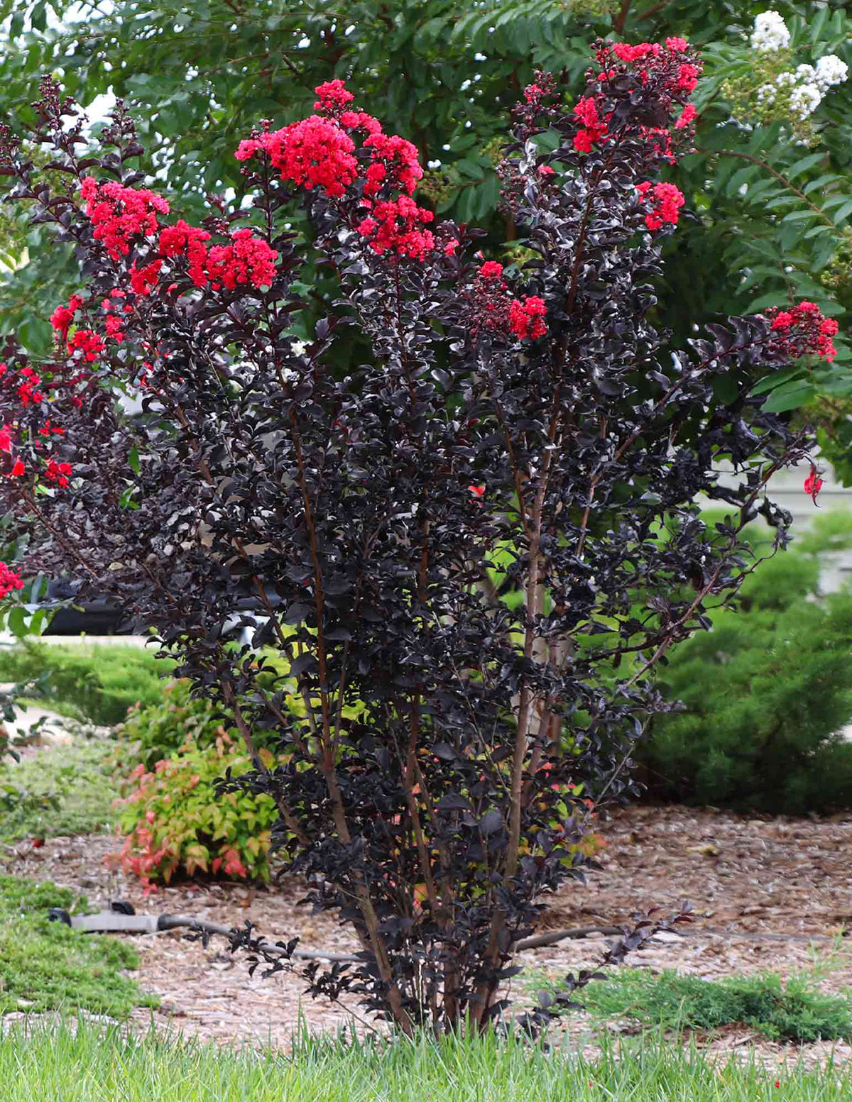 Thunderstruck™ Rumblin' Red™ Oya Ağacı (Crapemyrtle)