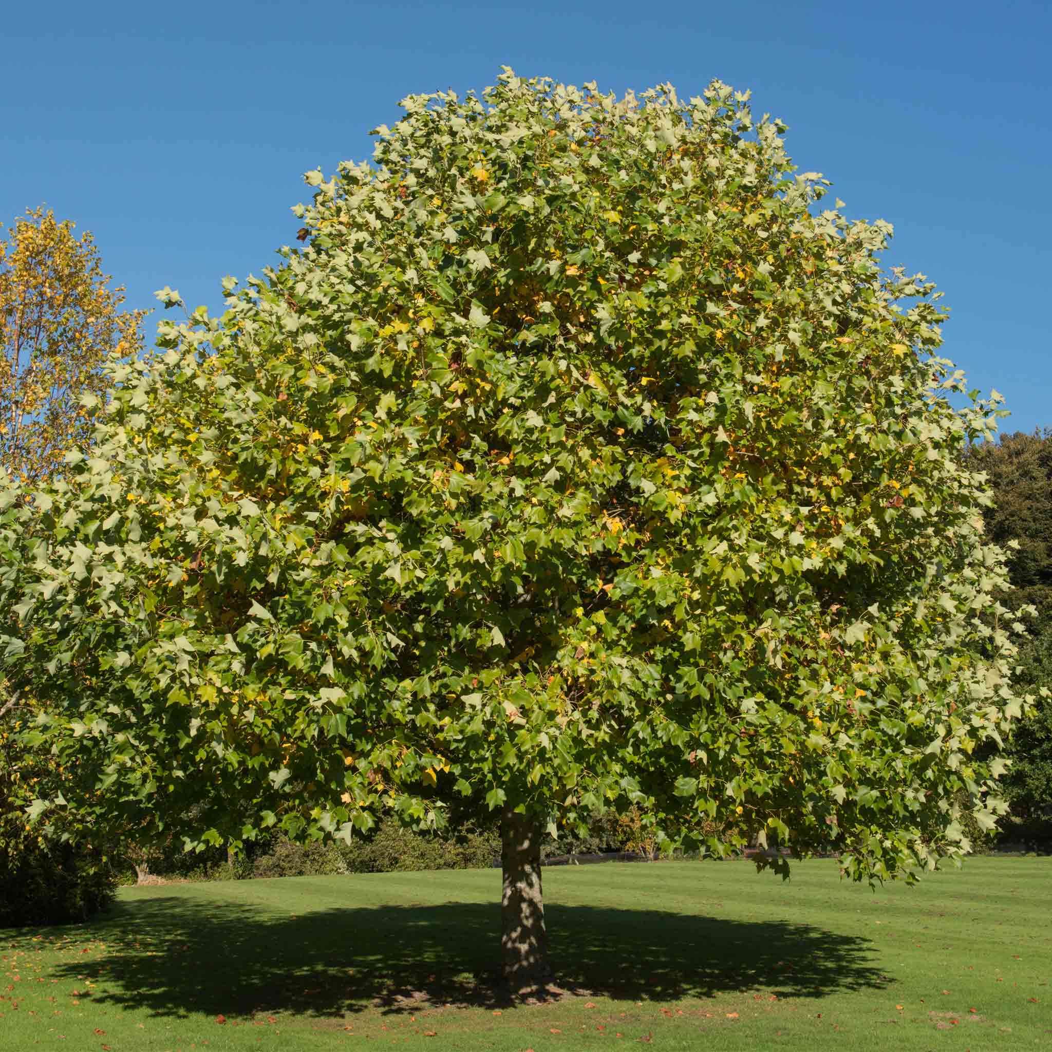 Lale Ağacı (Tulip Poplar)
