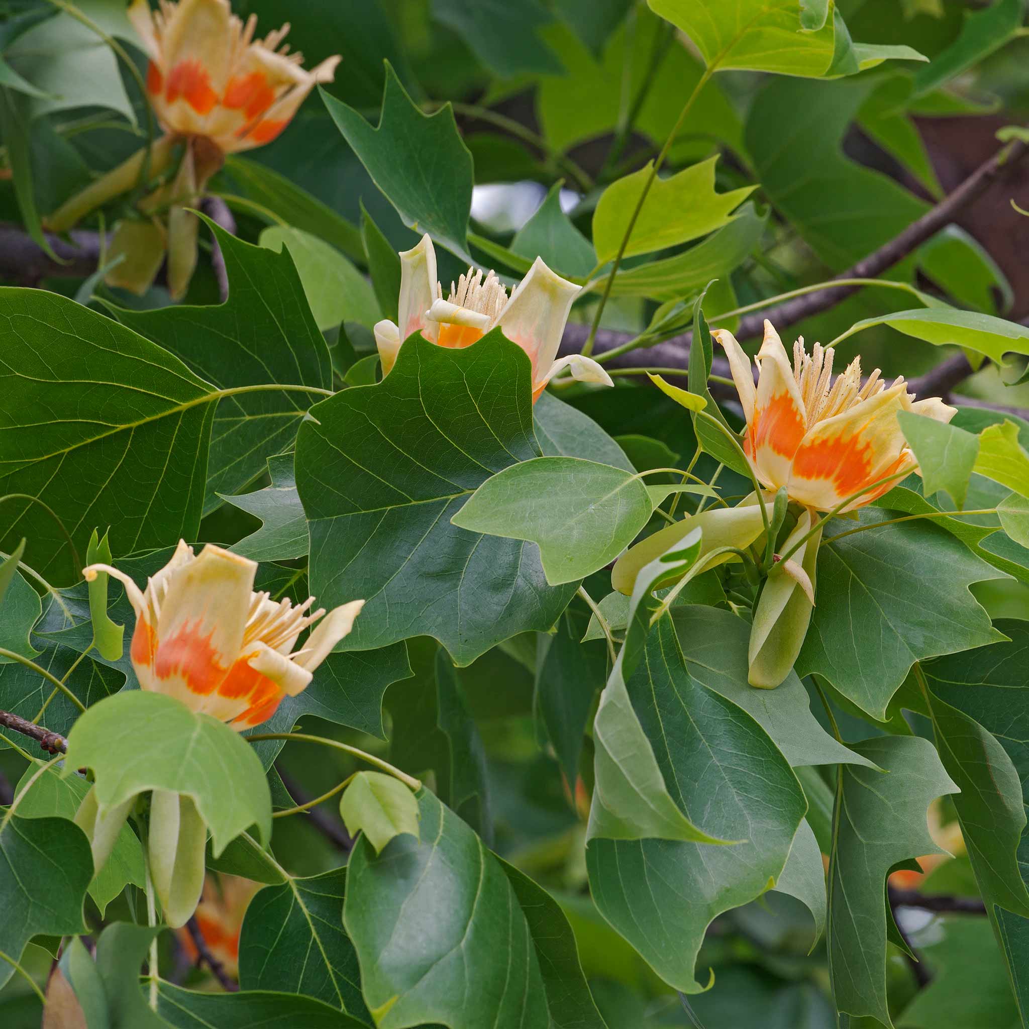 Lale Ağacı (Tulip Poplar)