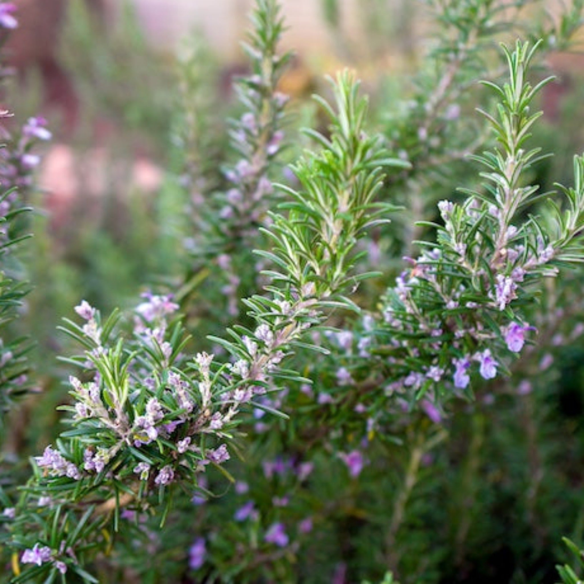 Tuscan Blue Biberiye