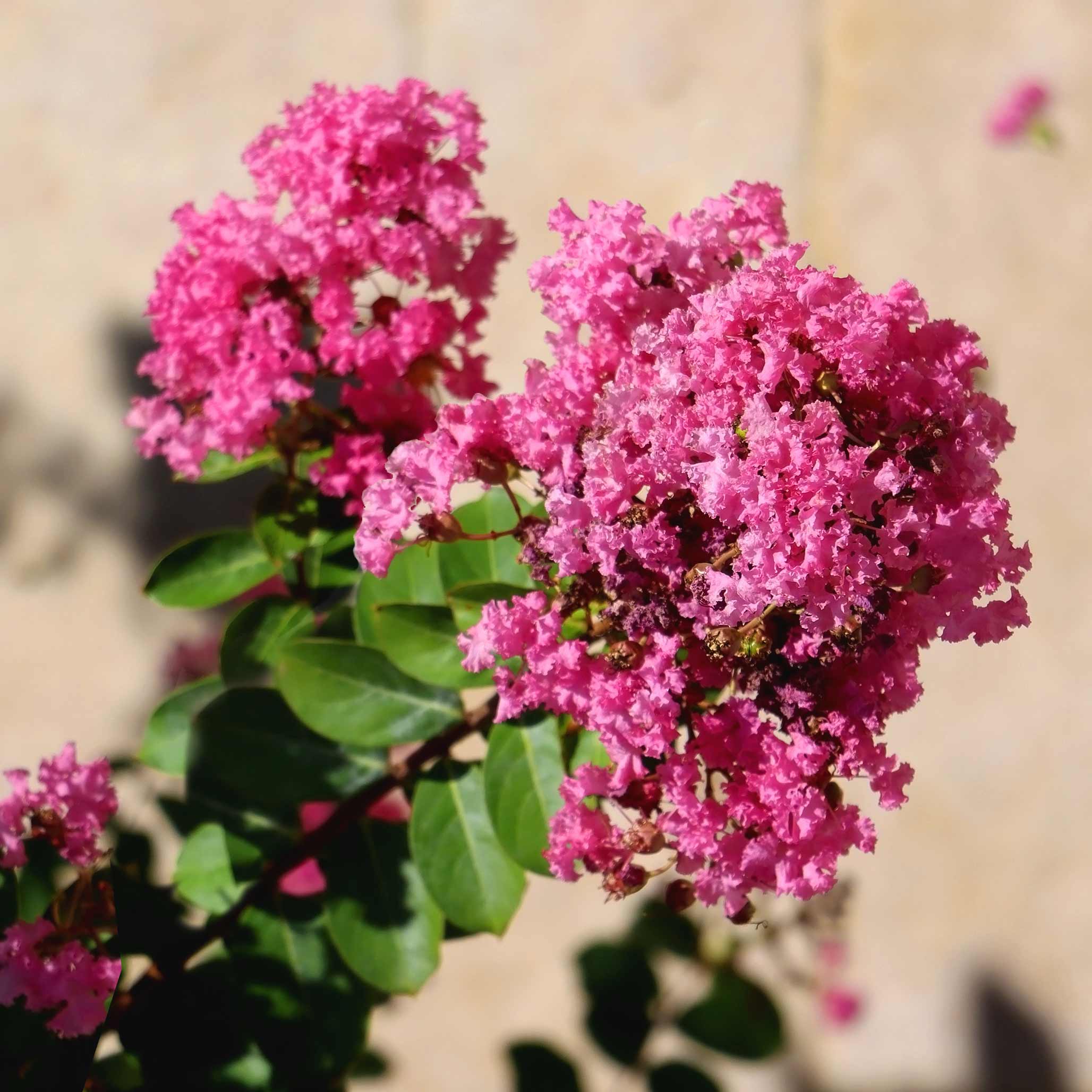 Tuscarora Crapemyrtle (Oya Ağacı)
