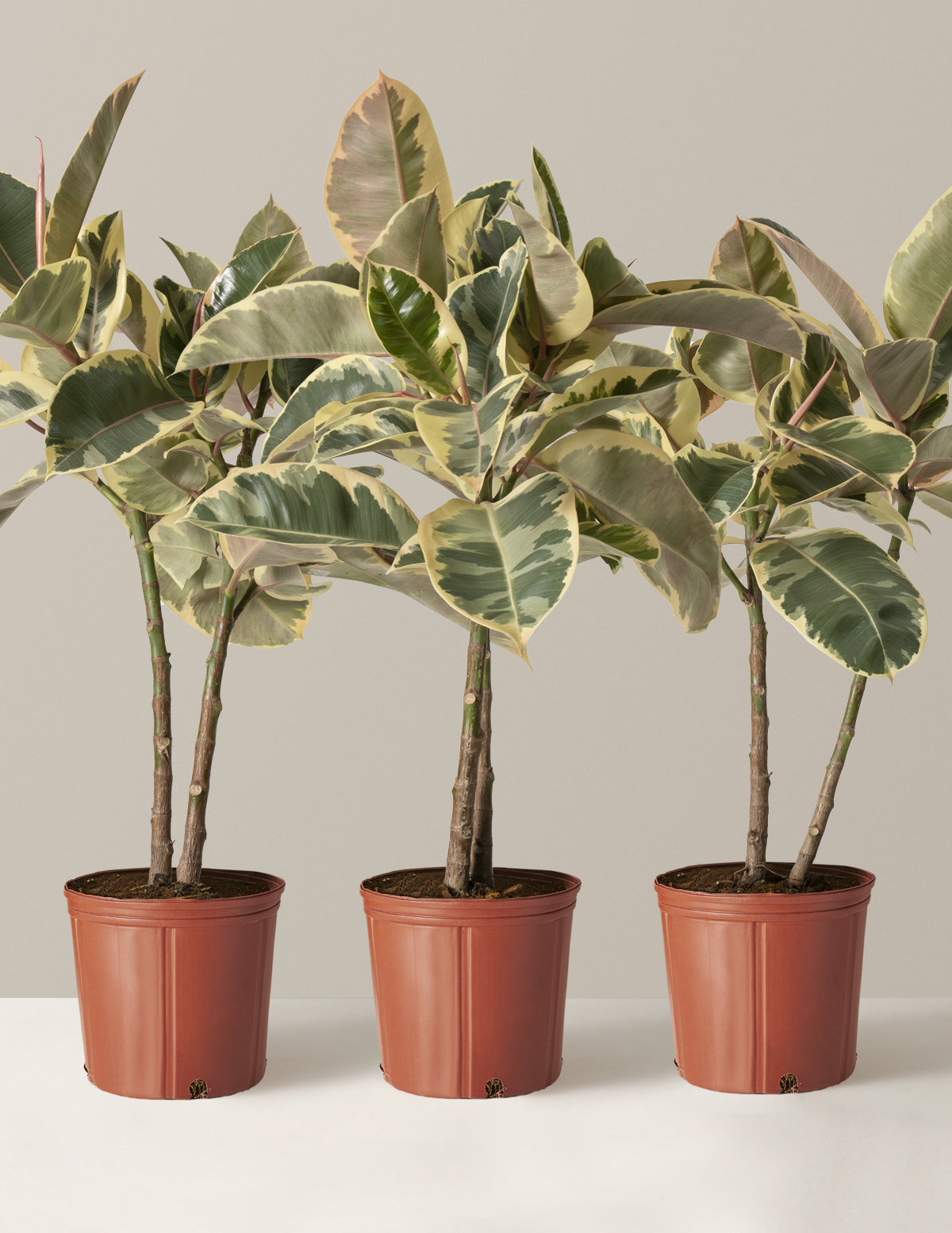 Ficus Tineke Ağacı