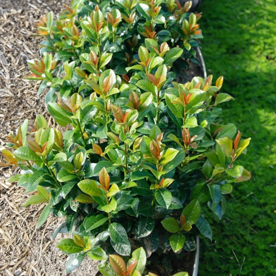 Volcano Karayemiş (Cherry Laurel)