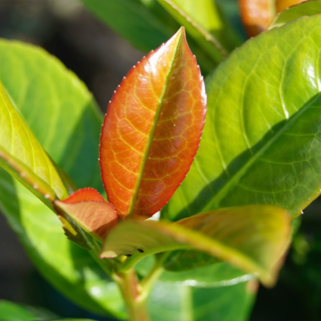 Volcano Karayemiş (Cherry Laurel)