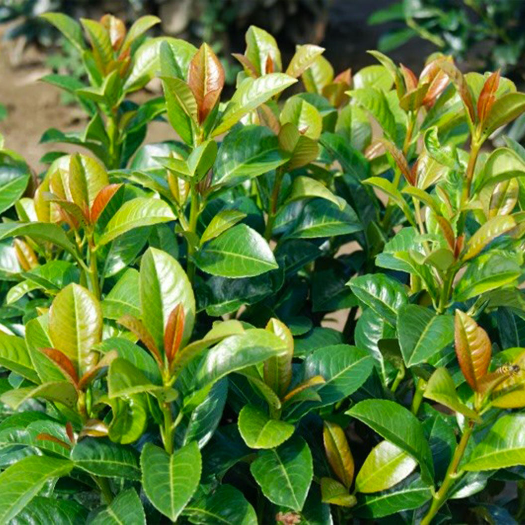 Volcano Karayemiş (Cherry Laurel)