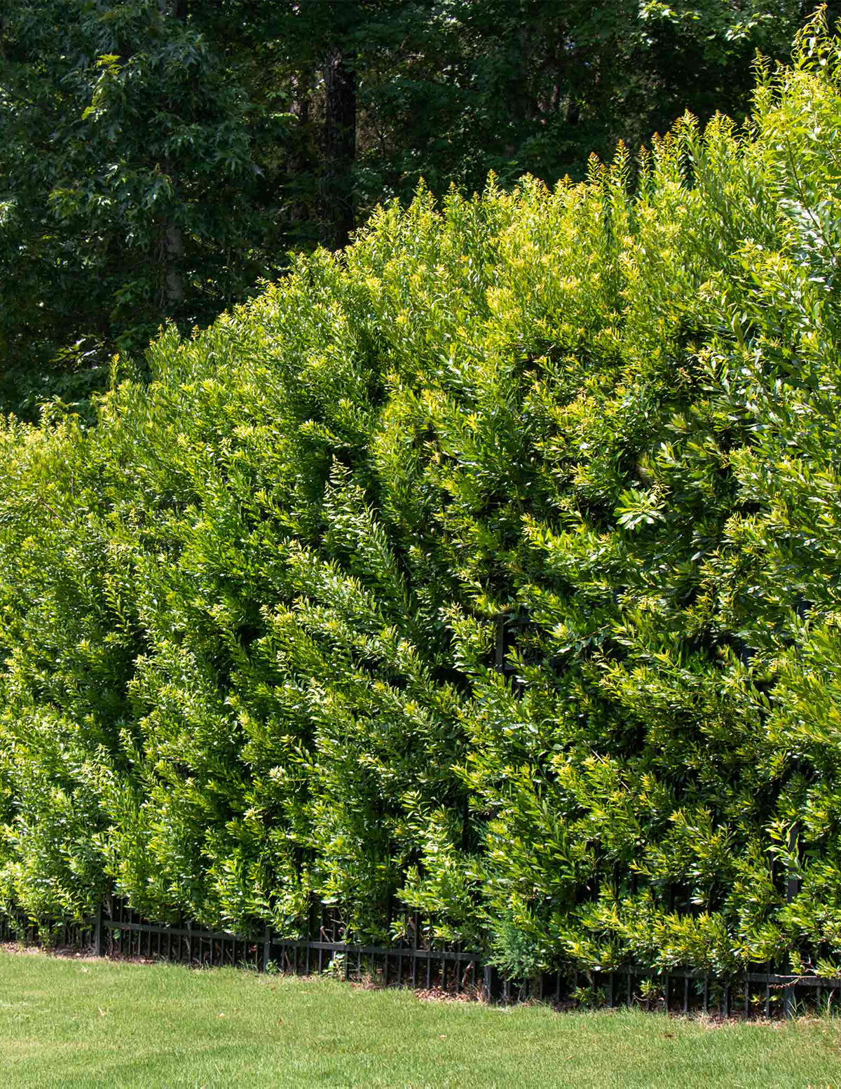 Southern Wax Myrtle (Güney Mumu Mersini)