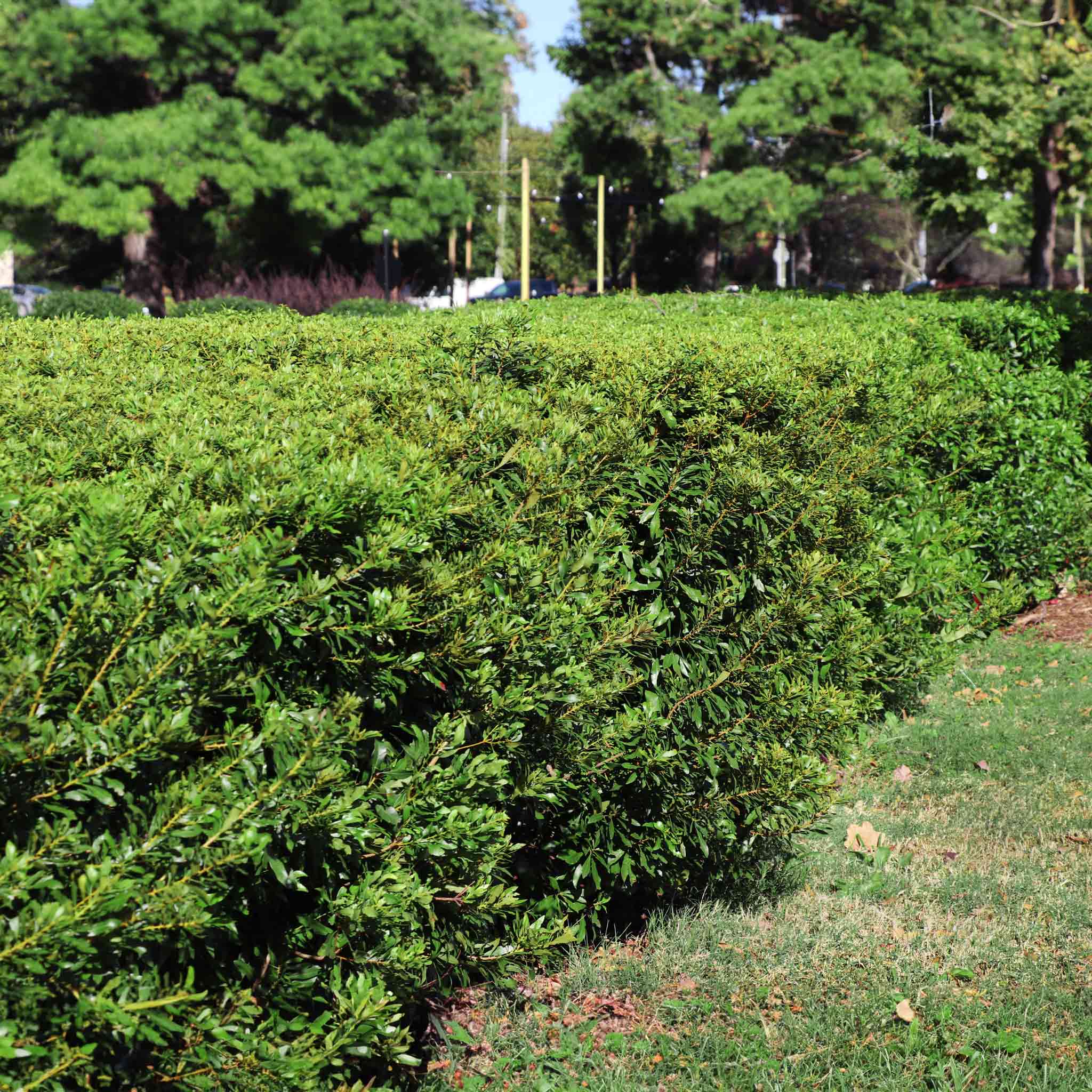Southern Wax Myrtle (Güney Mumu Mersini)
