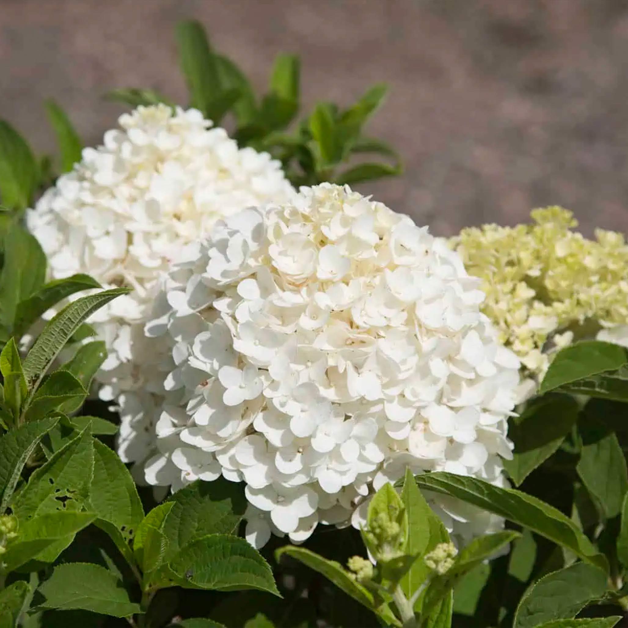 White Wedding® Ortanca