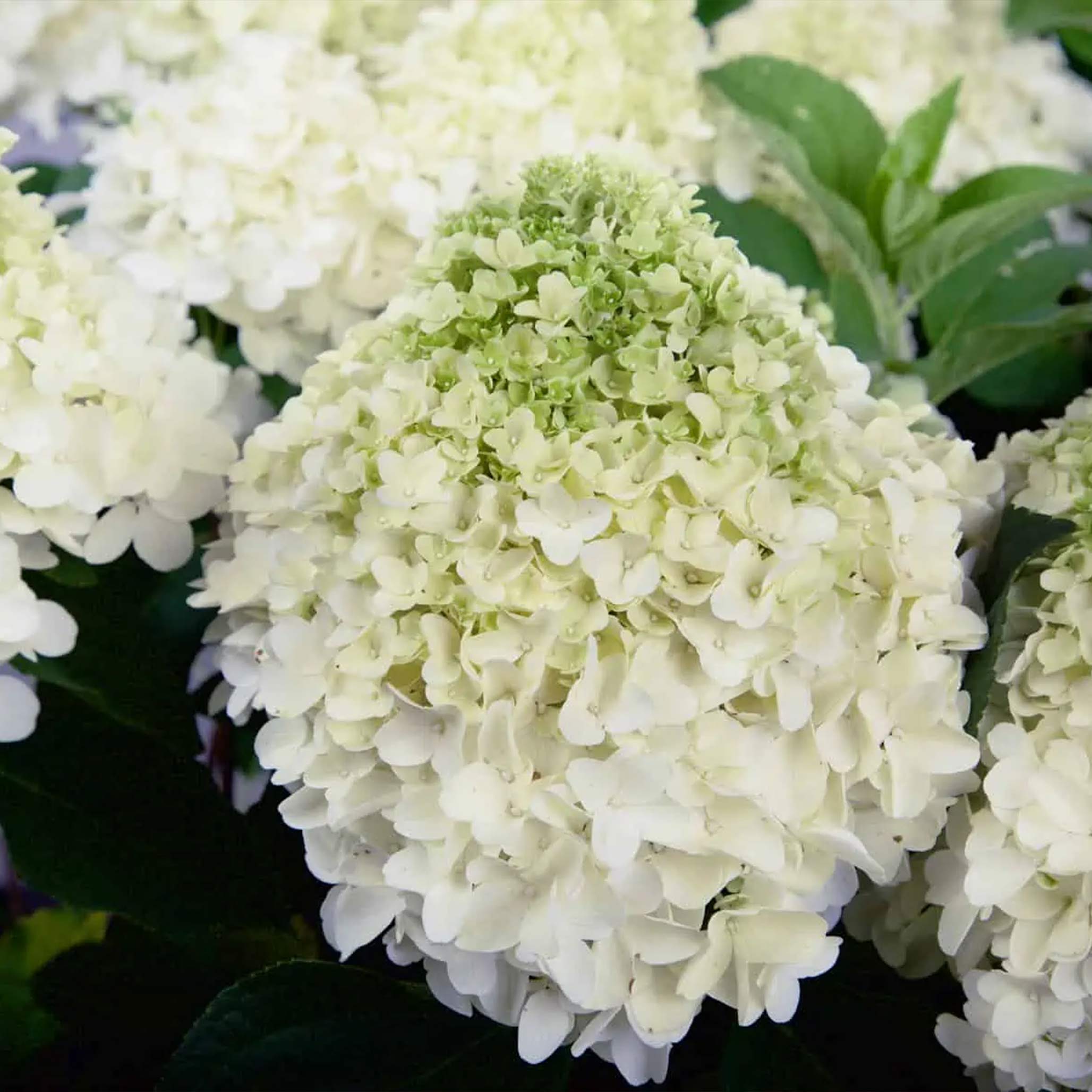 White Wedding® Ortanca