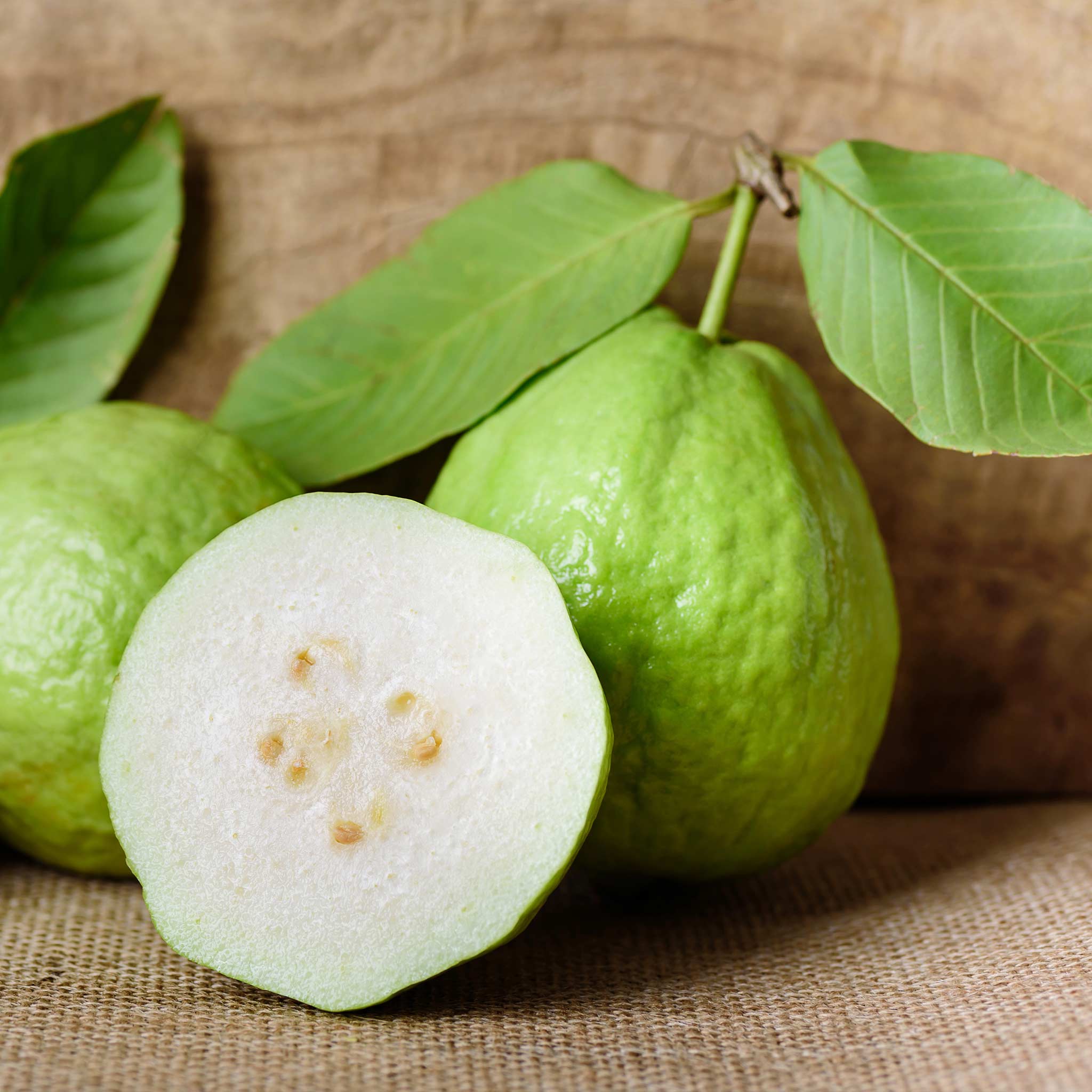 Beyaz Guava Ağacı