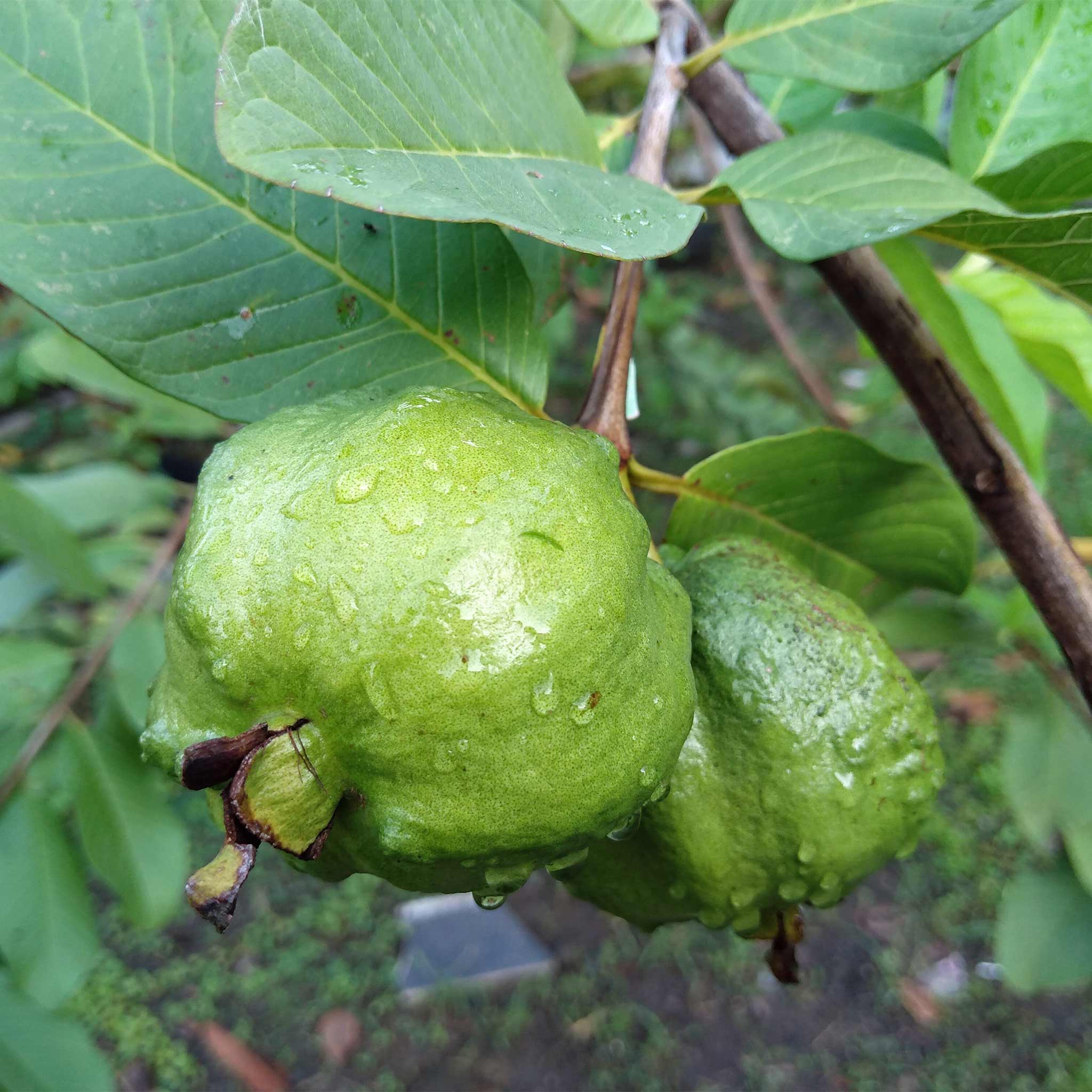 Beyaz Guava Ağacı