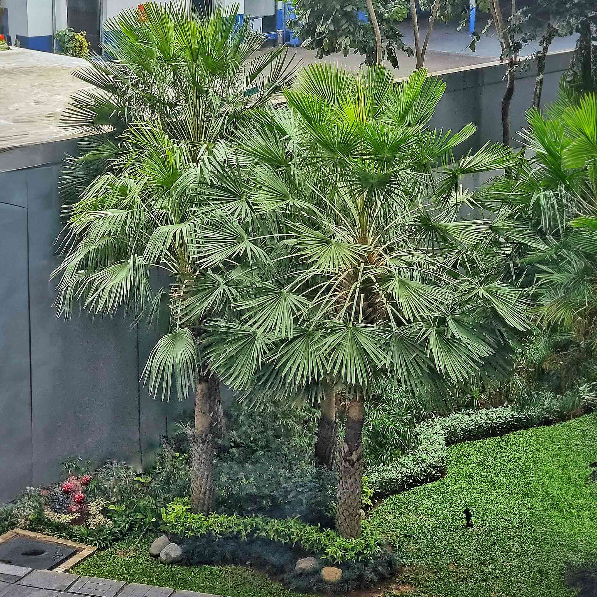 Yel Değirmeni Palmiyesi (Trachycarpus fortunei)