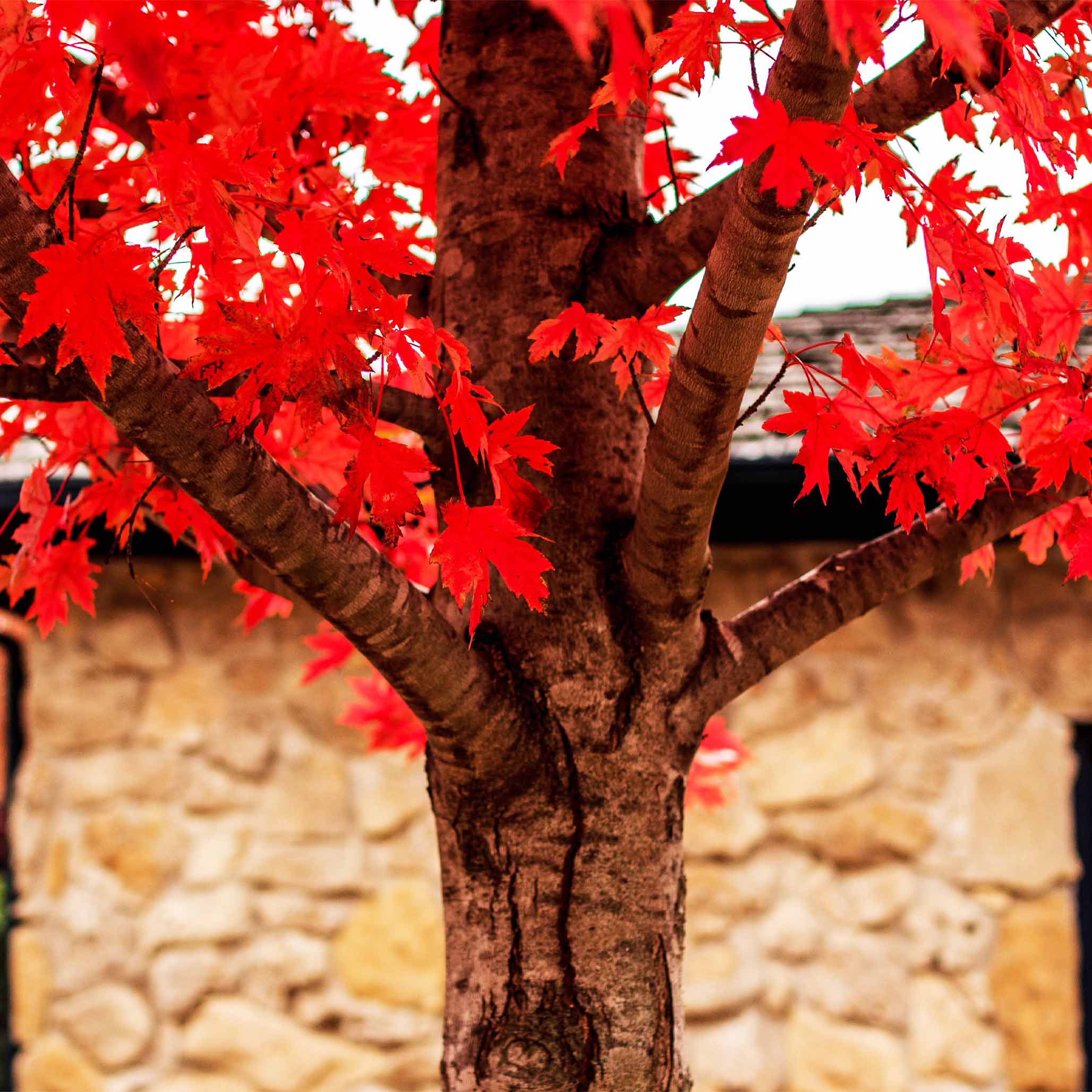 Autumn Blaze® Kırmızı Akçaağaç