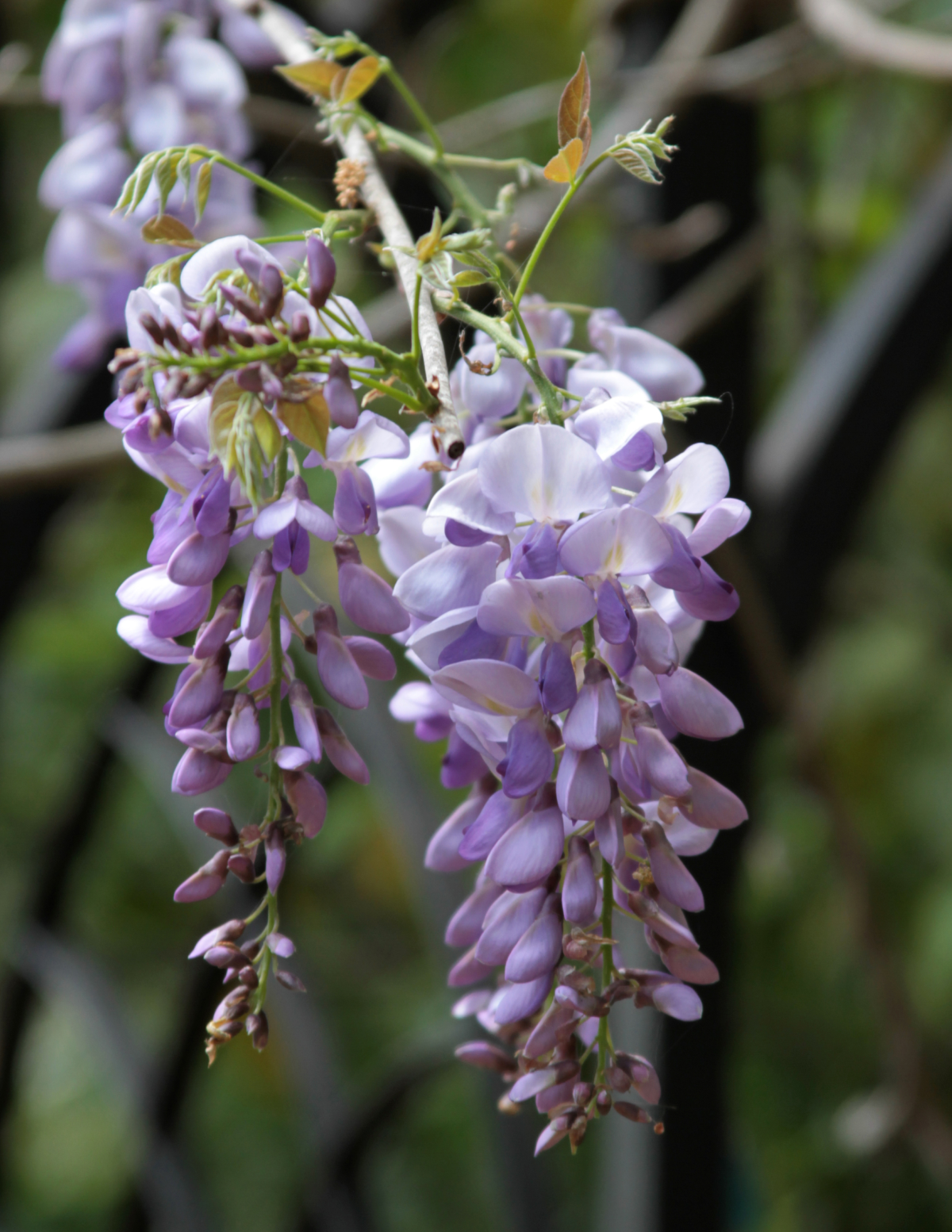 Blue Moon Wisteria (Amerikan Morsalkımı)