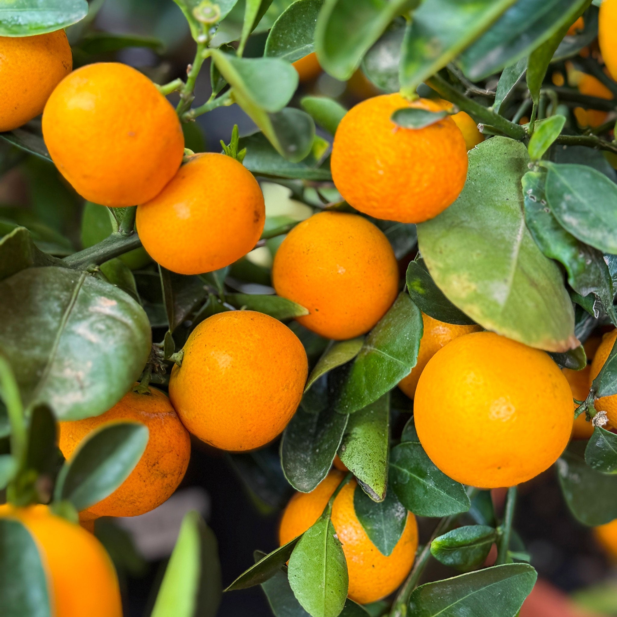 Calamondin Turunç Ağacı