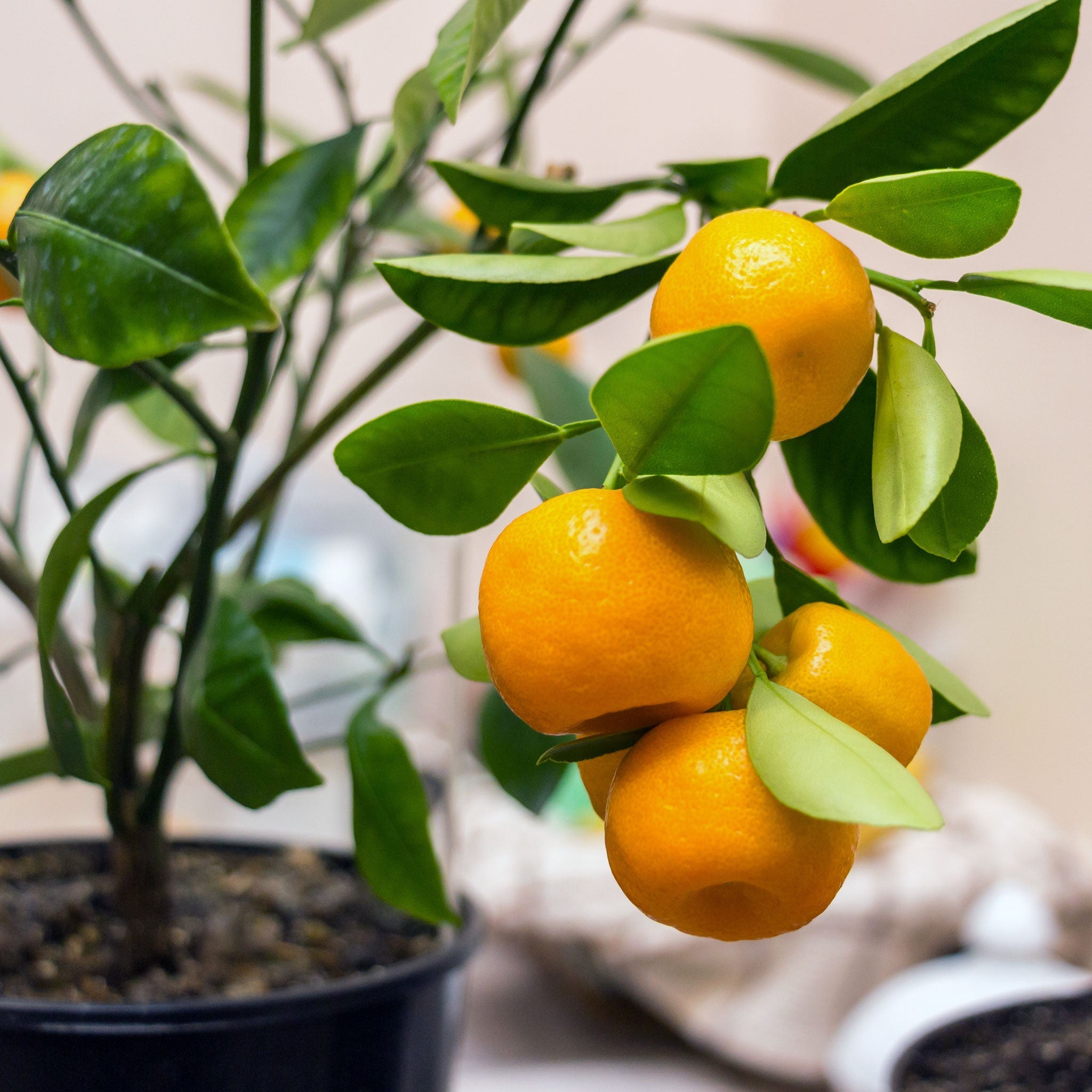 Calamondin Turunç Ağacı