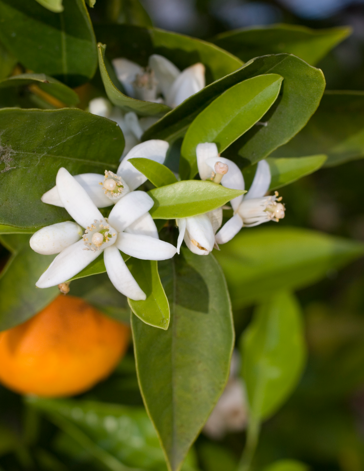 California Honey Mandalina Ağacı