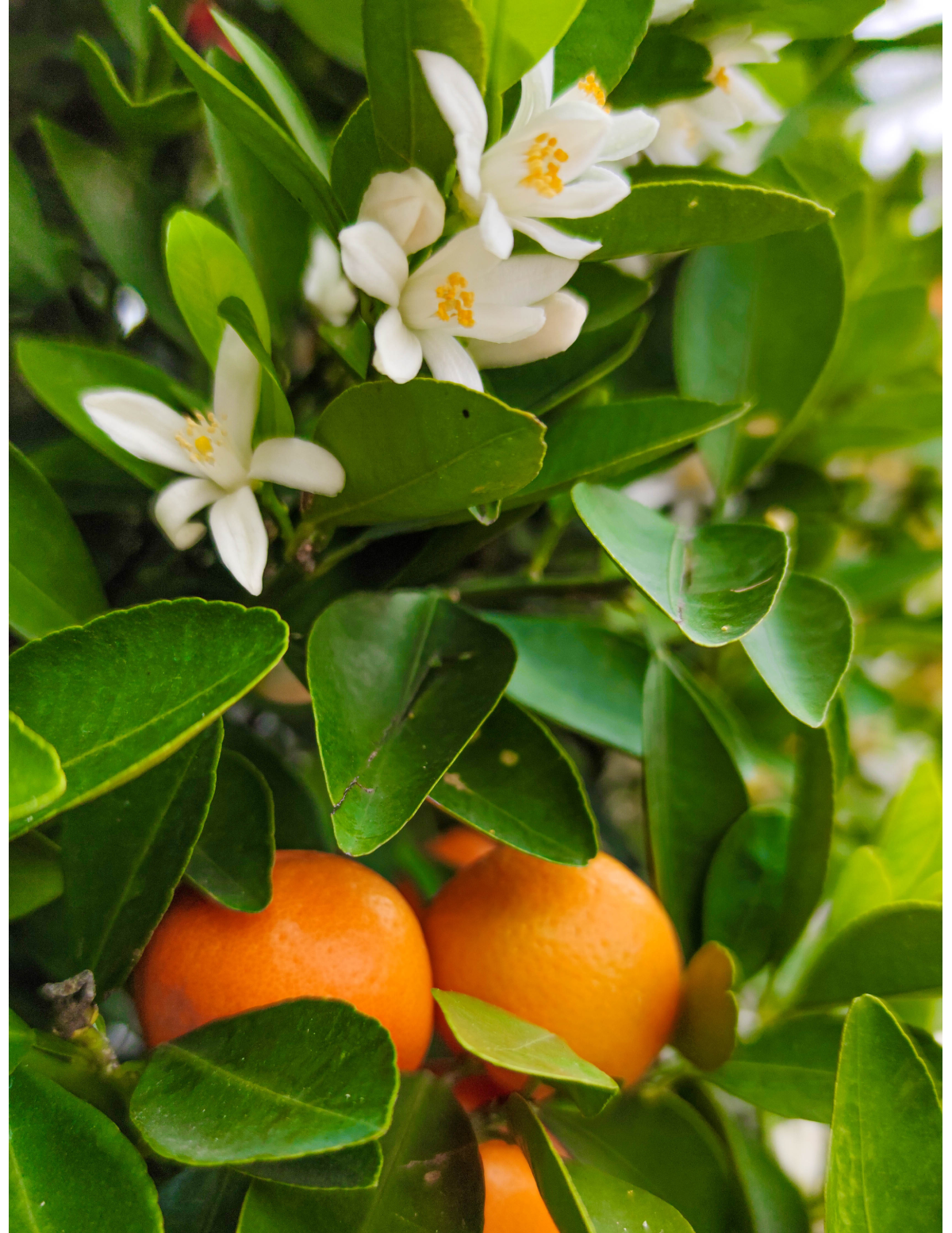 California Honey Mandalina Ağacı