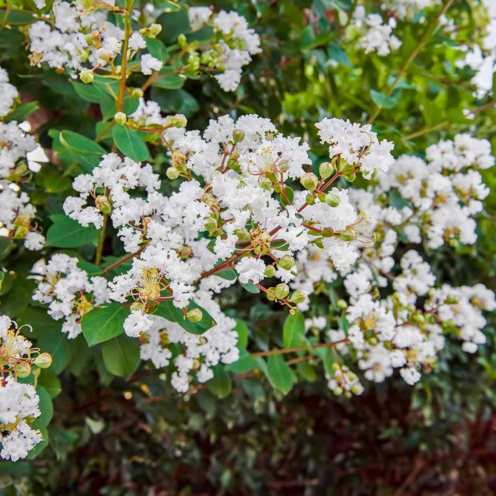 Natchez Crapemyrtle (Oya Ağacı)
