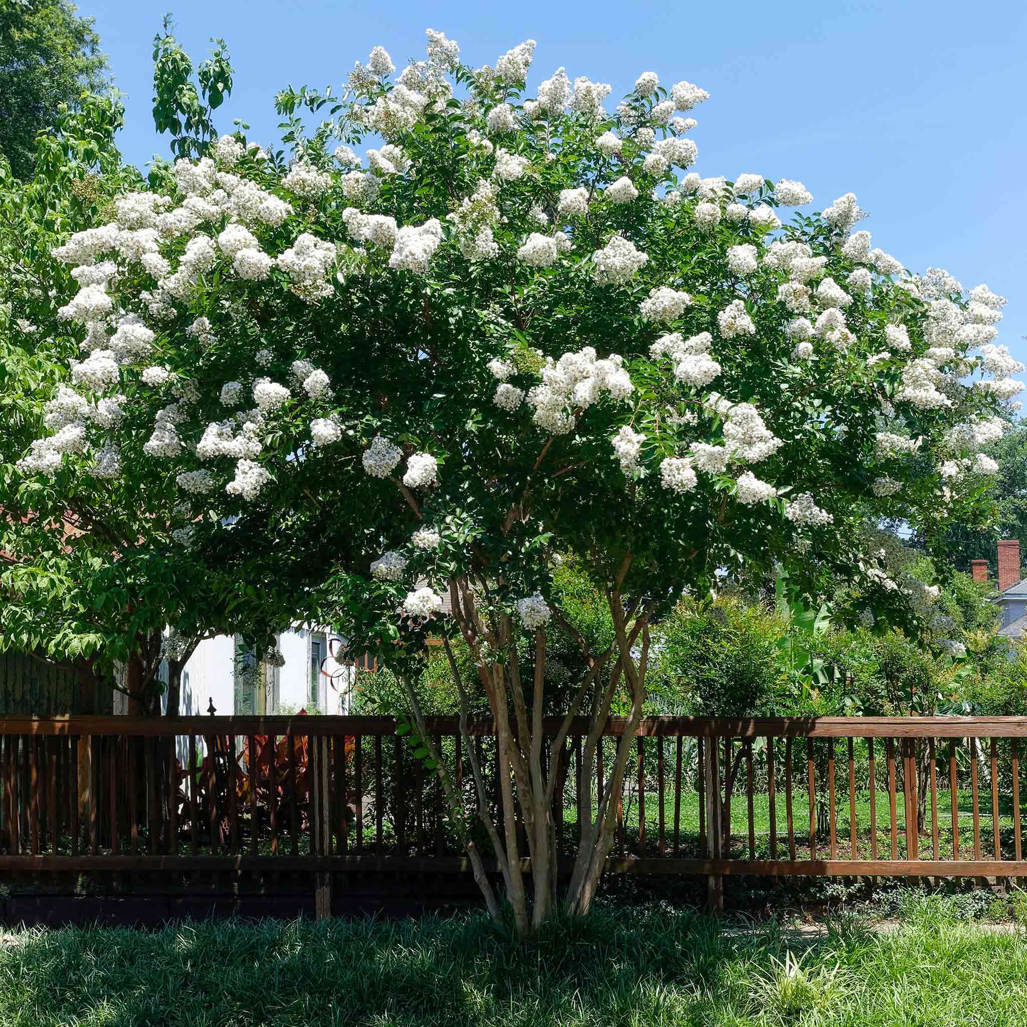 Natchez Crapemyrtle (Oya Ağacı)