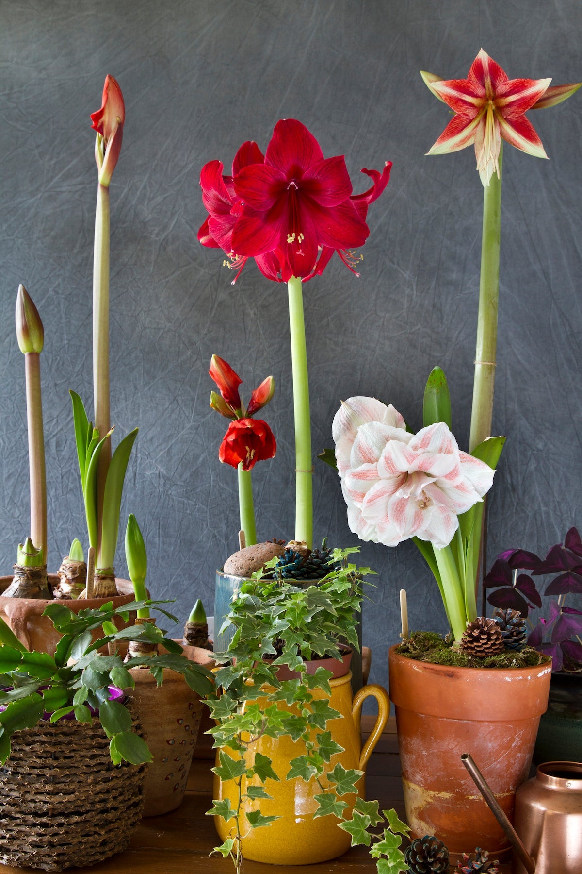 ‘Minerva’ Amaryllis Yetiştirme Kiti