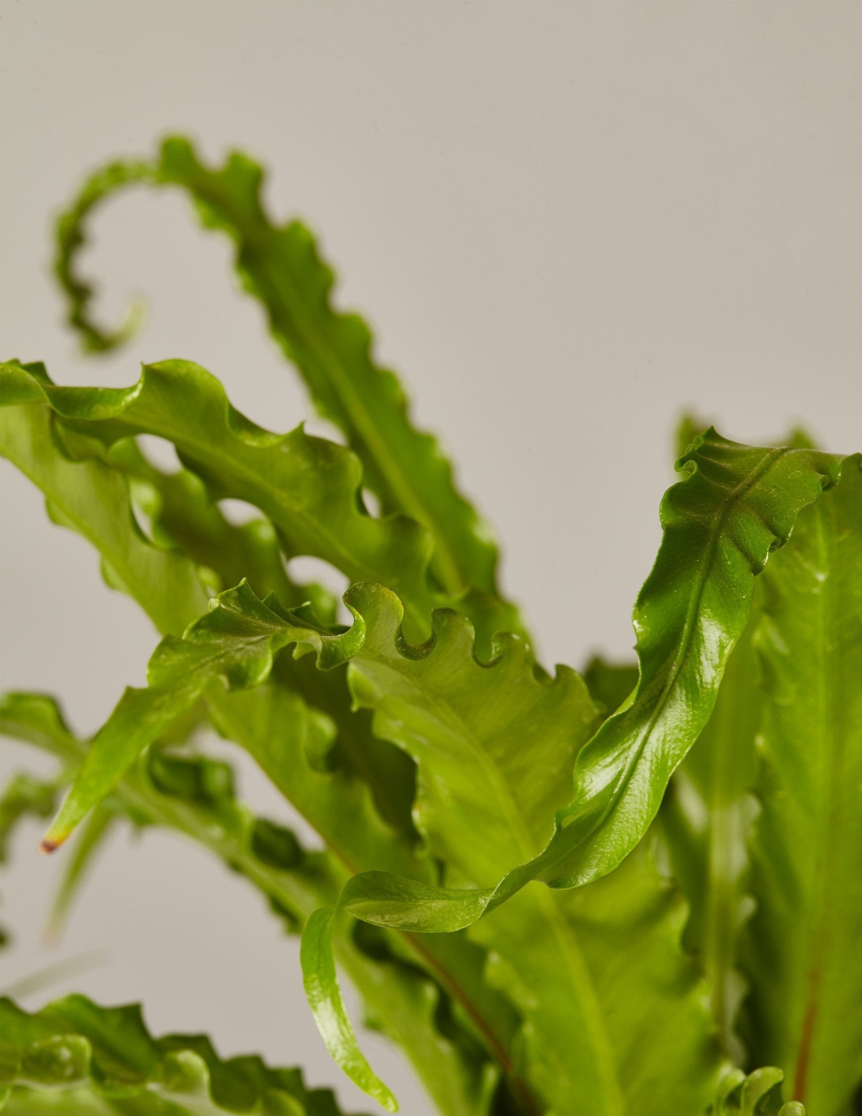 Fern Friends İkili Set