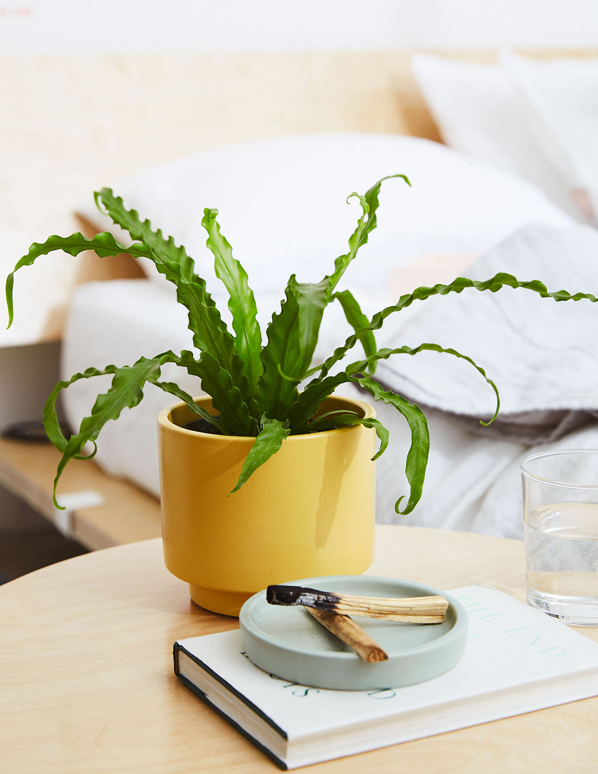 Fern Friends Parti Paketi