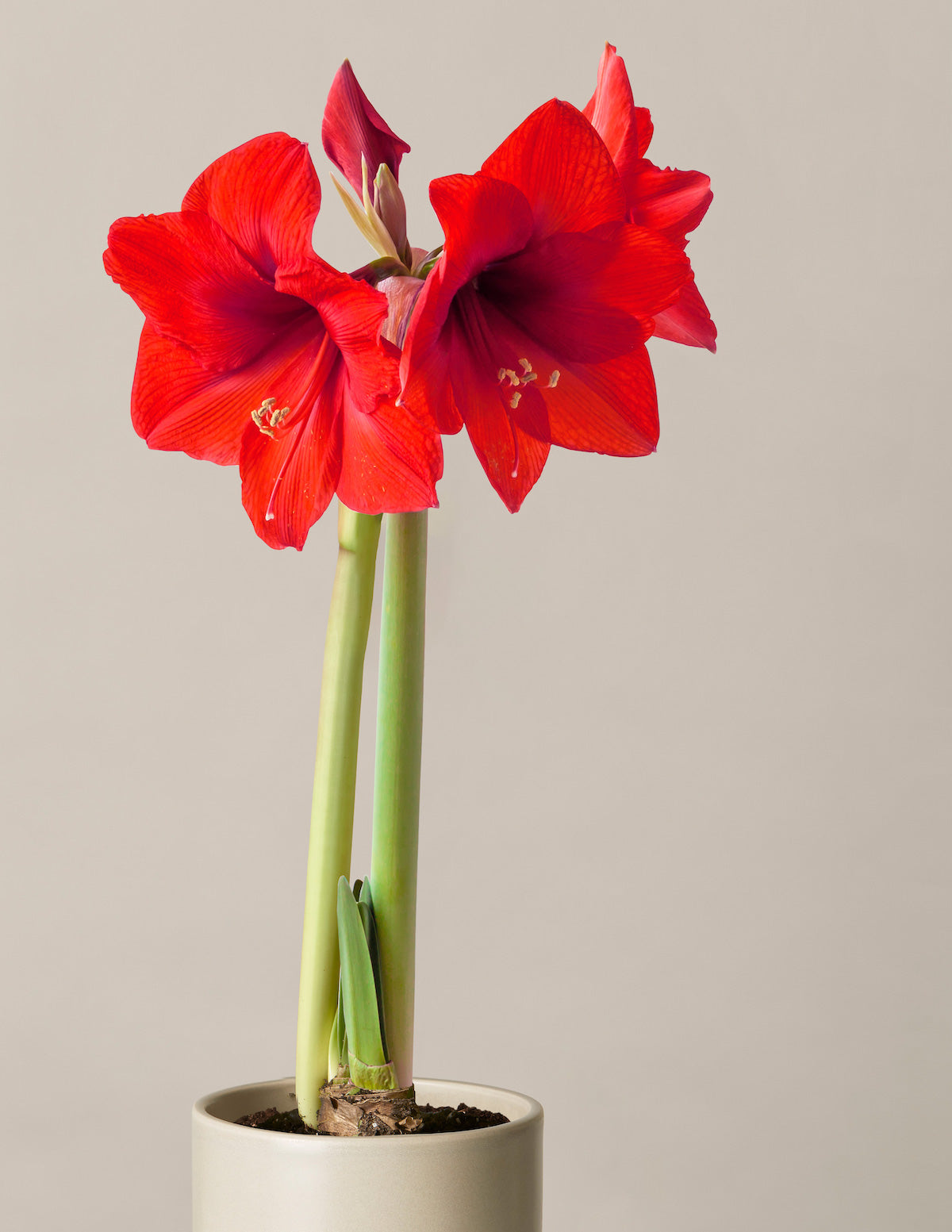 Saksılı 'Red Lion' Amaryllis