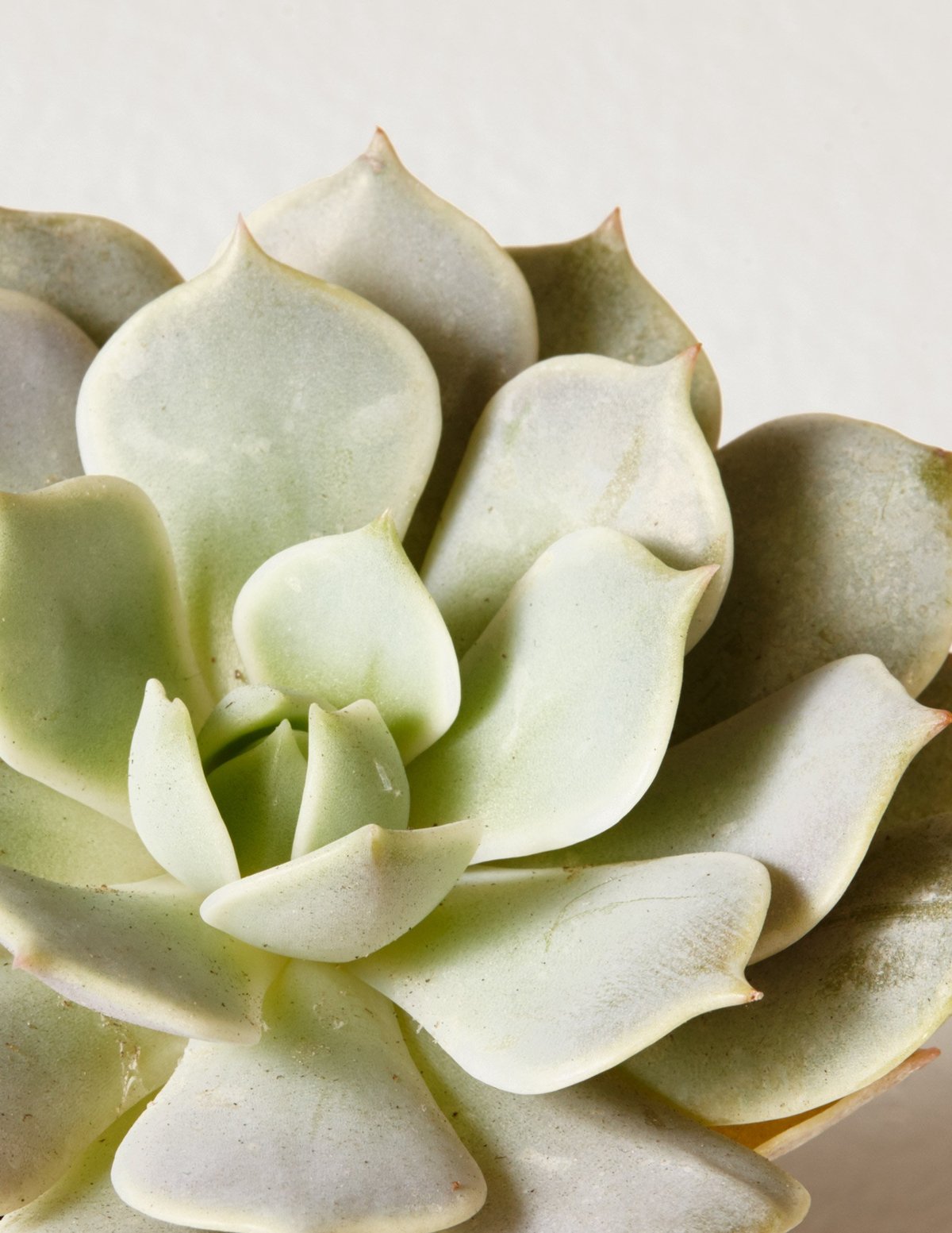 Succulent Squad Parti Paketi