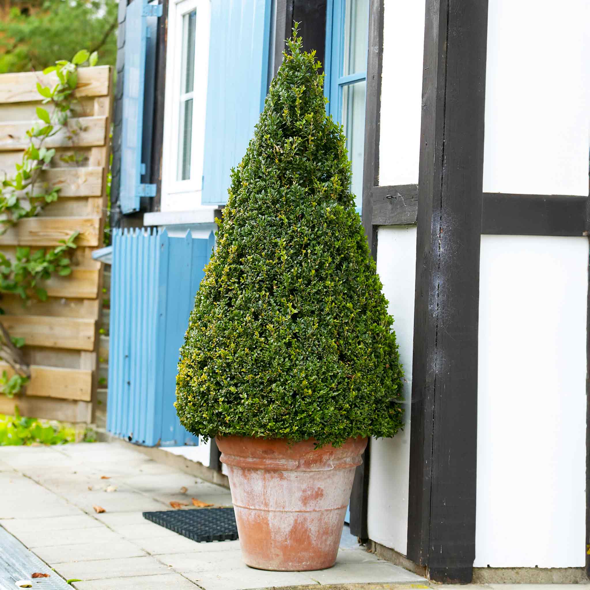 Green Gem Şimşir Topiary (Konik)
