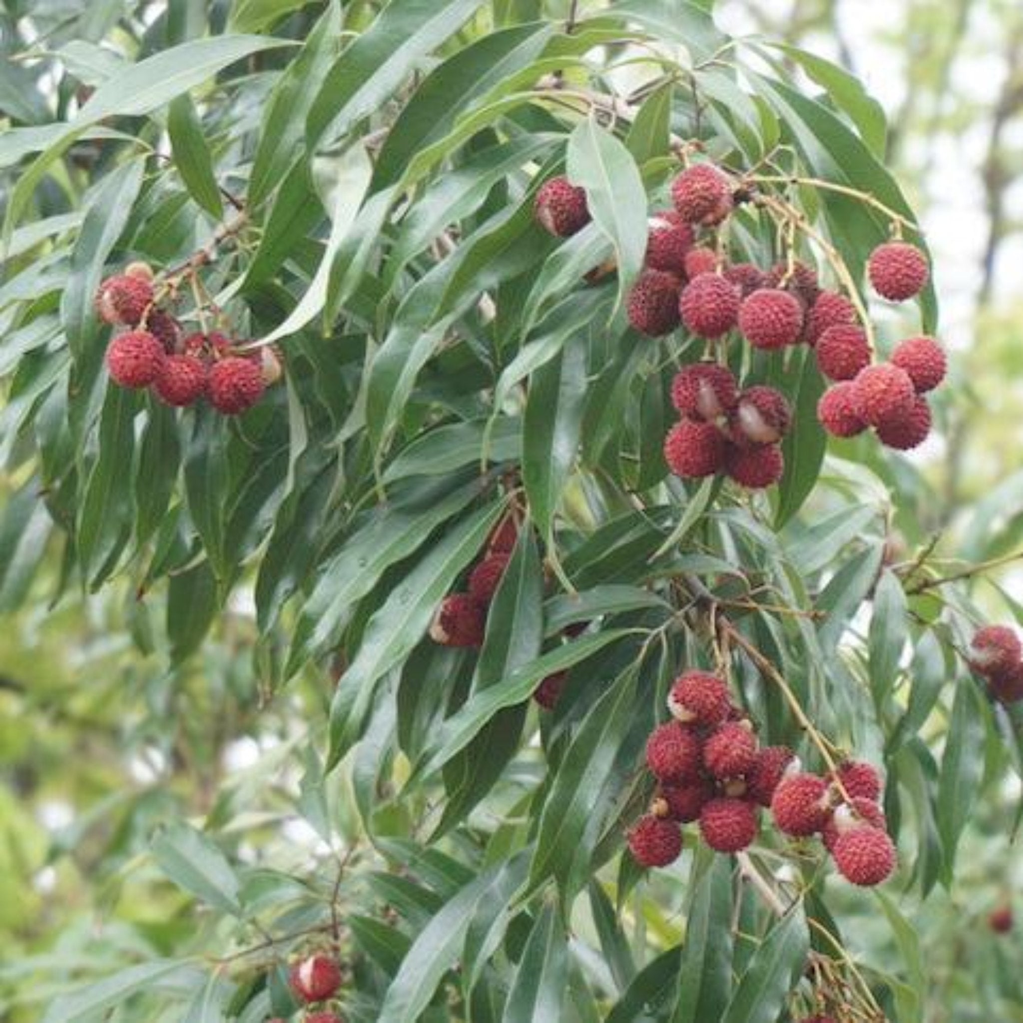 Brewster Lychee Ağacı