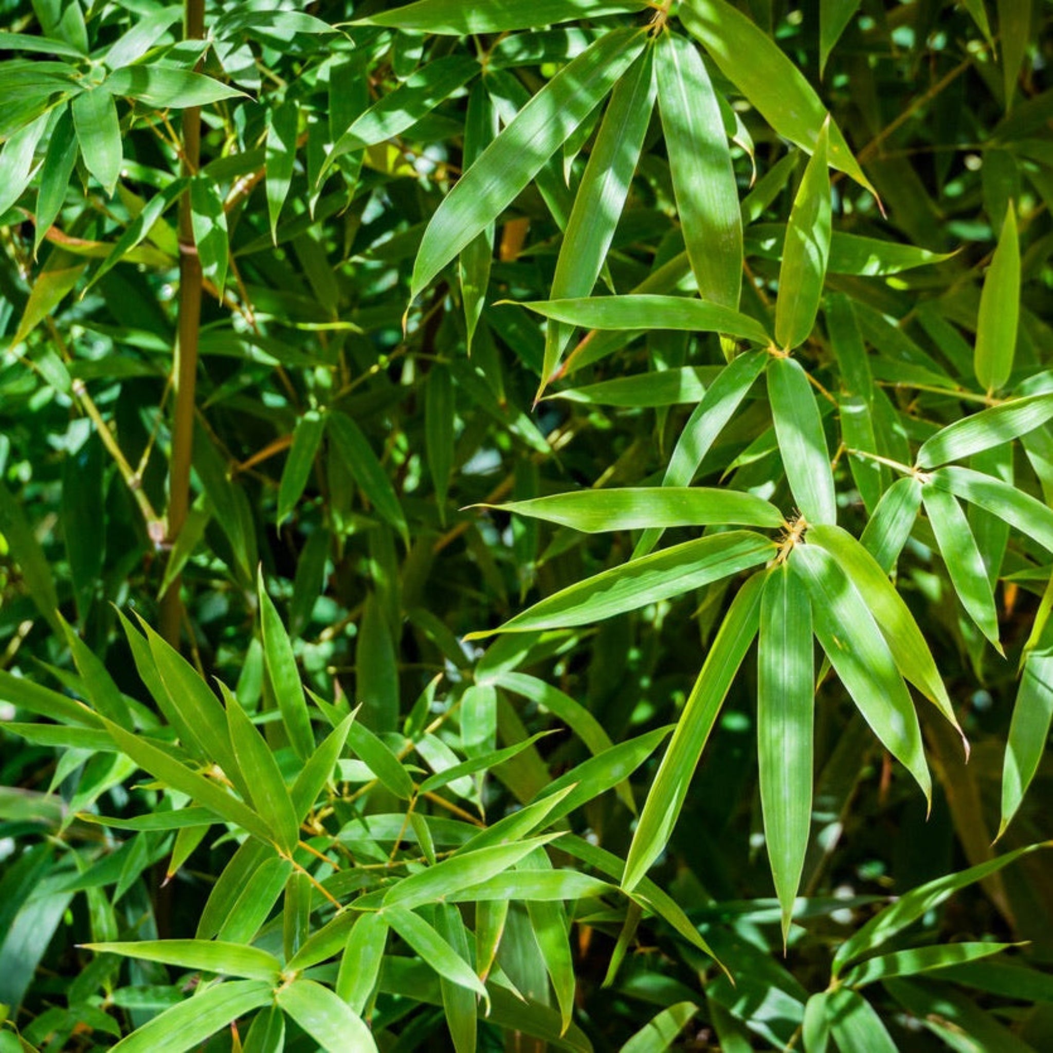 Fernleaf Multiplex Bambu