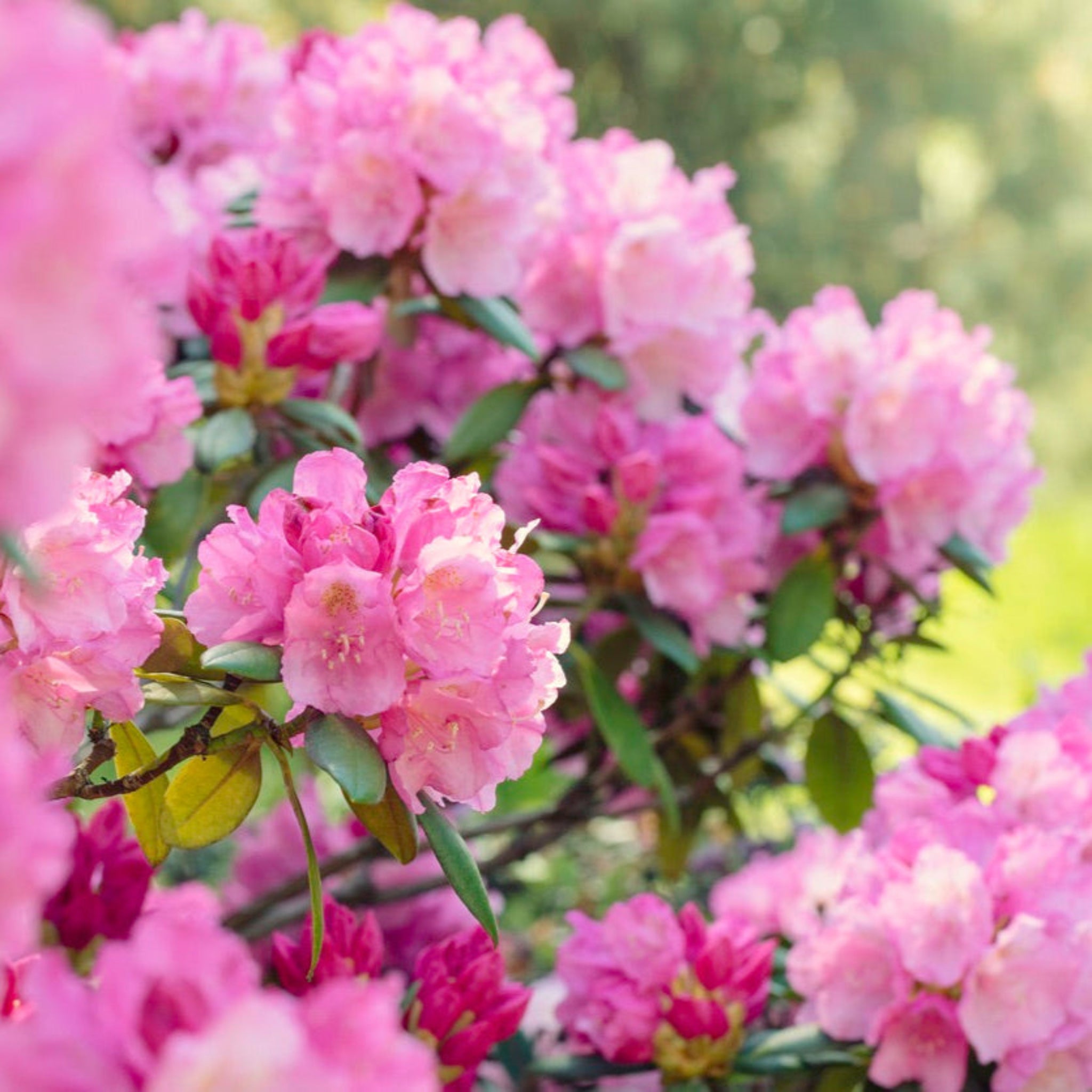 Roseum Pink Ormangülü (Rhododendron)