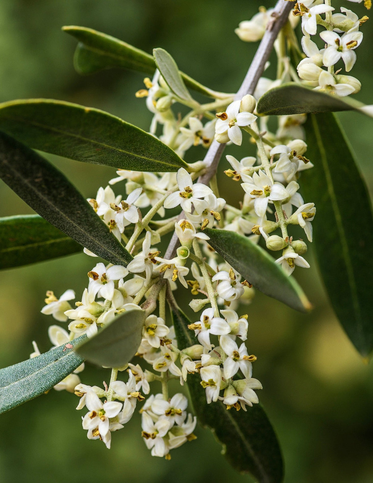 Koroneiki Zeytin Ağacı