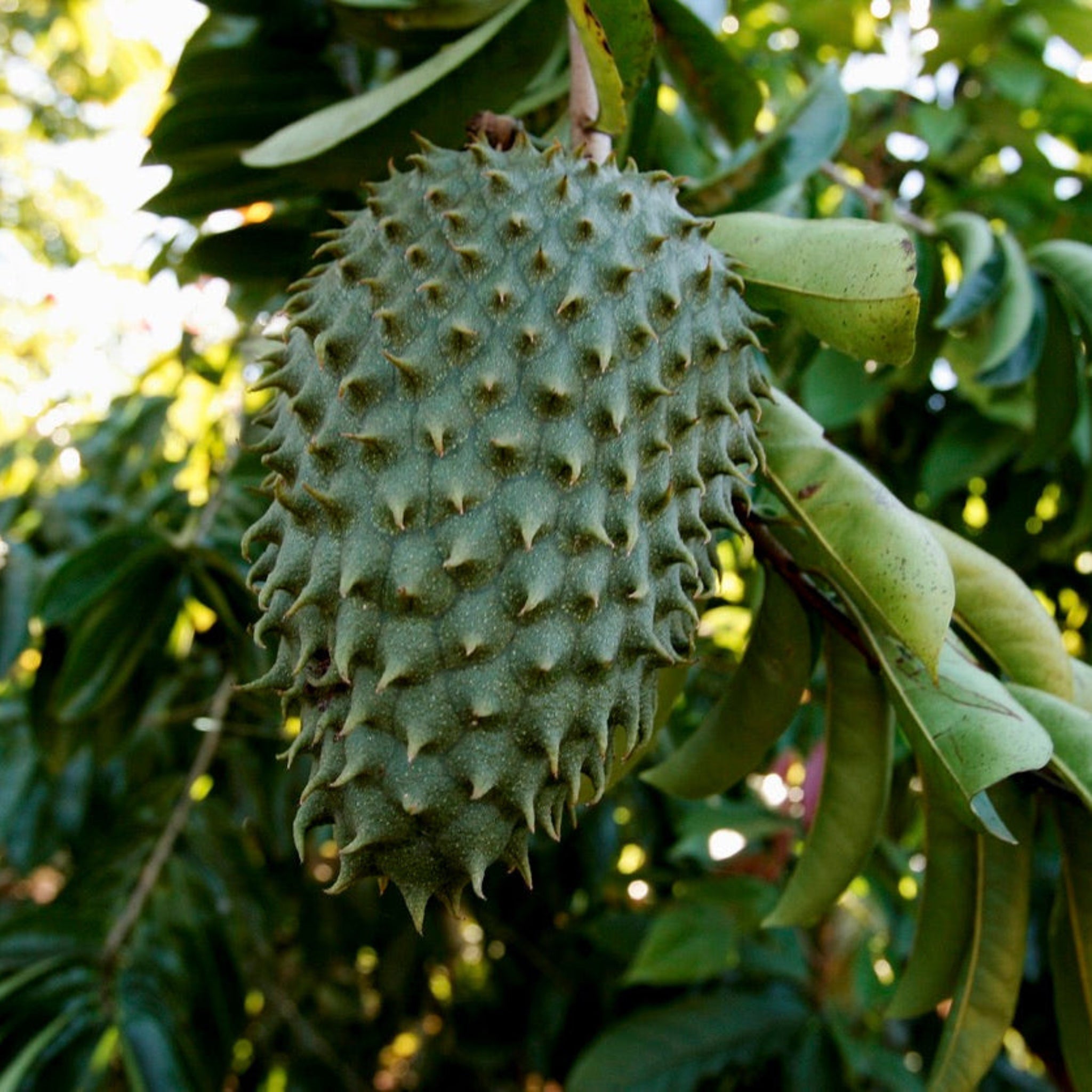 Soursop (Guanabana) Ağacı